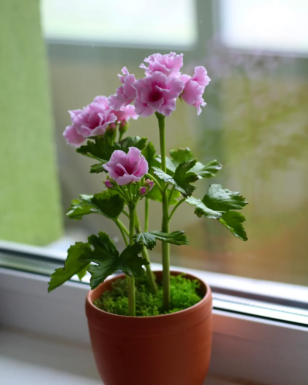 Friday Pelargonium from clay - My, Friday tag is mine, Pelargonium, Geranium, Flowers, Cold porcelain, Лепка, Decor, Interior, Houseplants, Longpost, Needlework without process