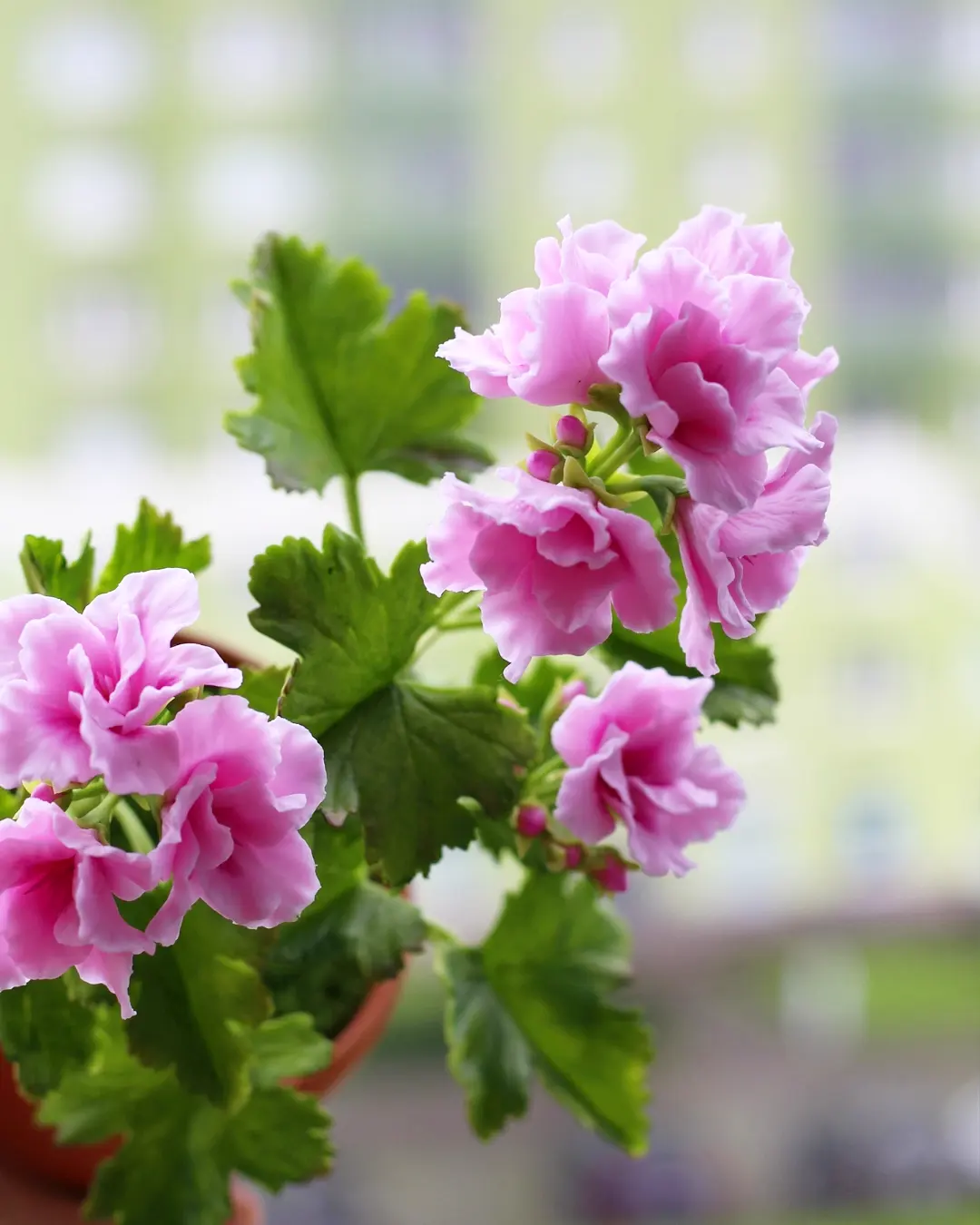 Friday Pelargonium from clay - My, Friday tag is mine, Pelargonium, Geranium, Flowers, Cold porcelain, Лепка, Decor, Interior, Houseplants, Longpost, Needlework without process