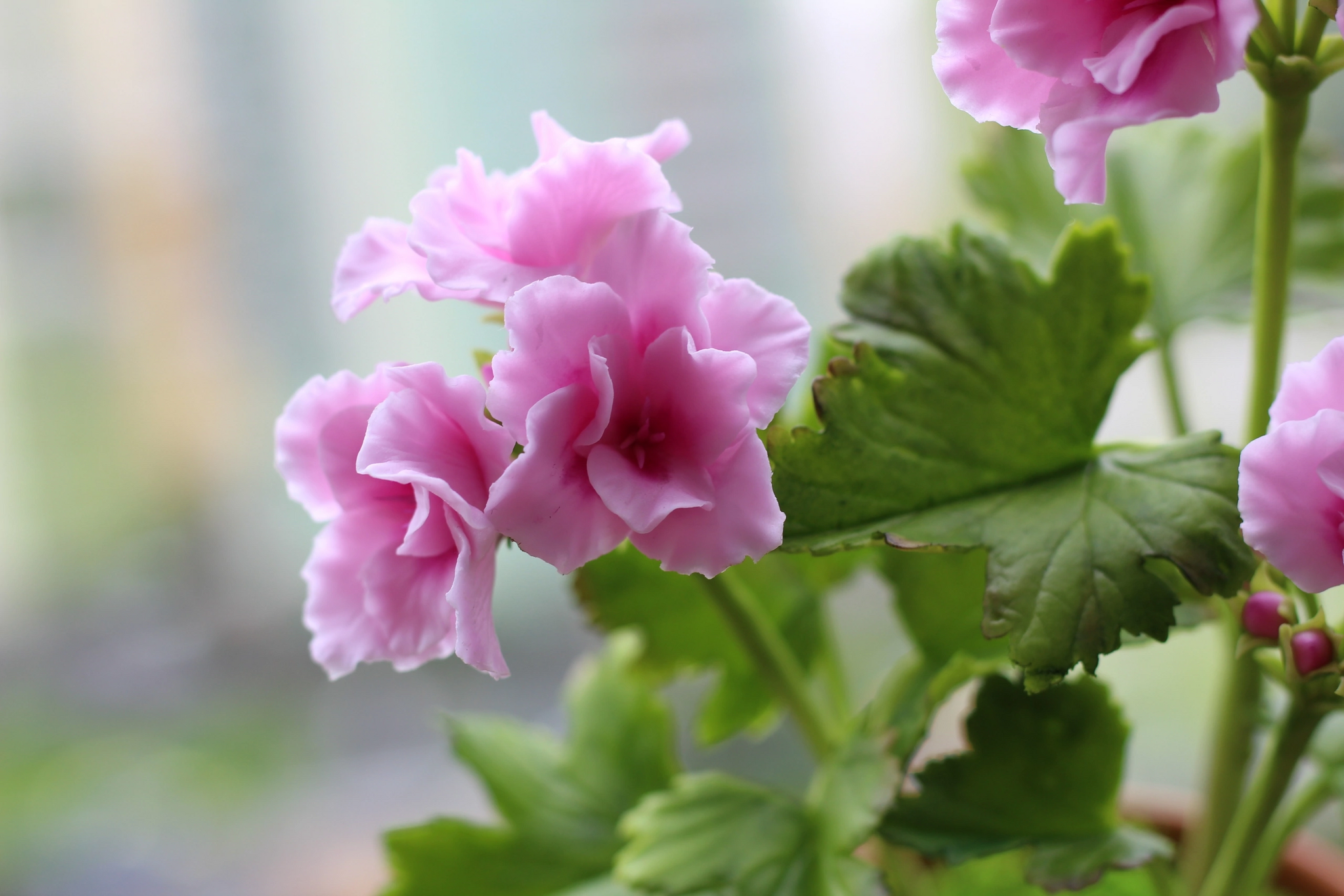 Friday Pelargonium from clay - My, Friday tag is mine, Pelargonium, Geranium, Flowers, Cold porcelain, Лепка, Decor, Interior, Houseplants, Longpost, Needlework without process