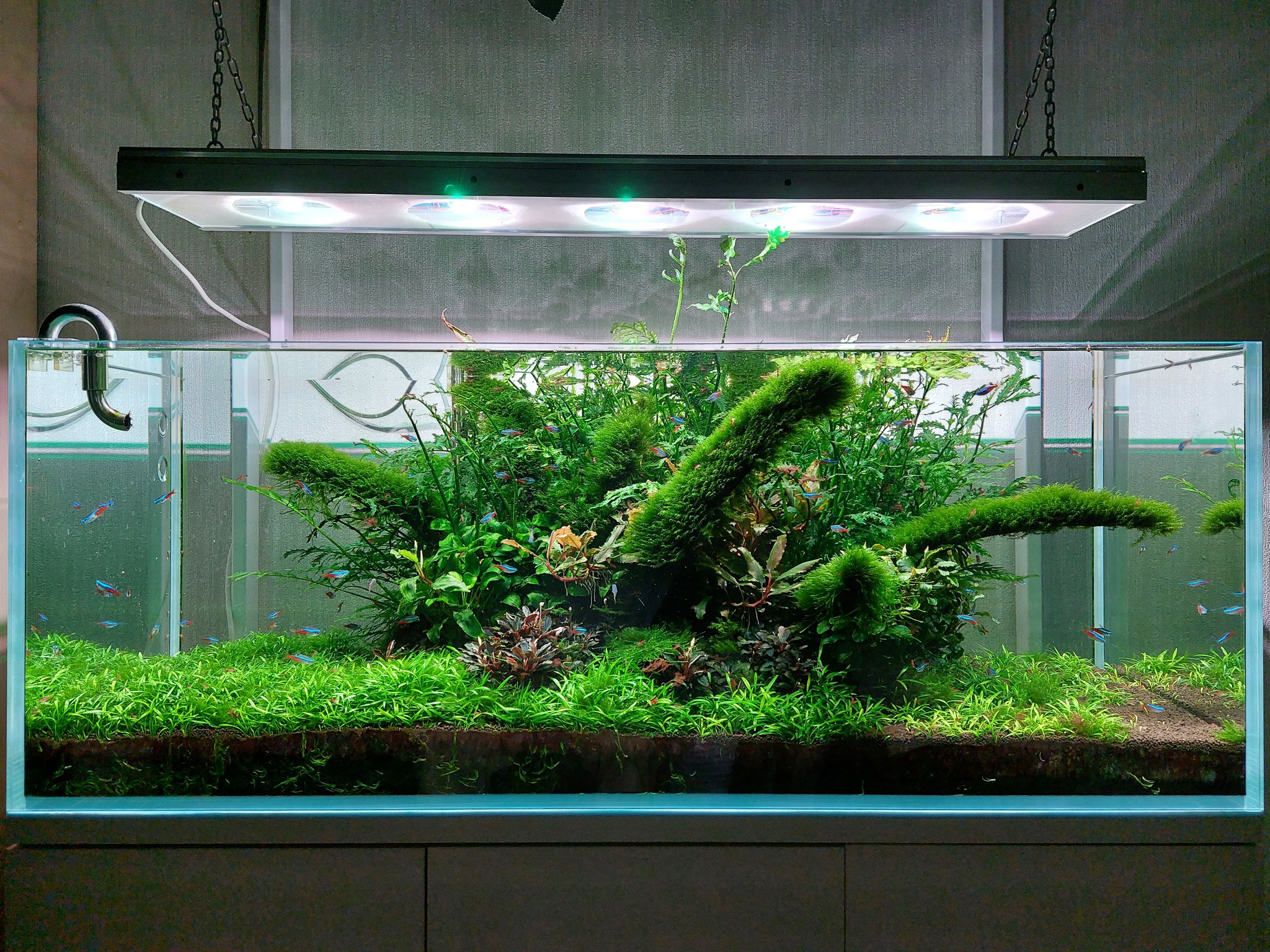 The aquarium is living out its last days - My, Aquarium, The photo, Aquascape, Hobby