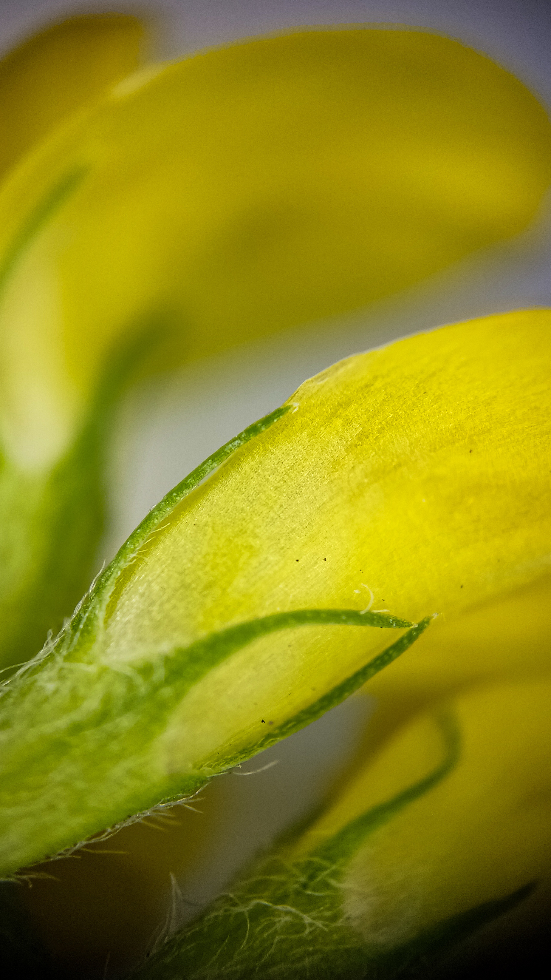 Photo project Let's take a closer look post #85. Sickle-leaved alfalfa - My, Bloom, Macro photography, Nature, Garden, Gardening, Grass, Plants, The photo, The nature of Russia, Longpost