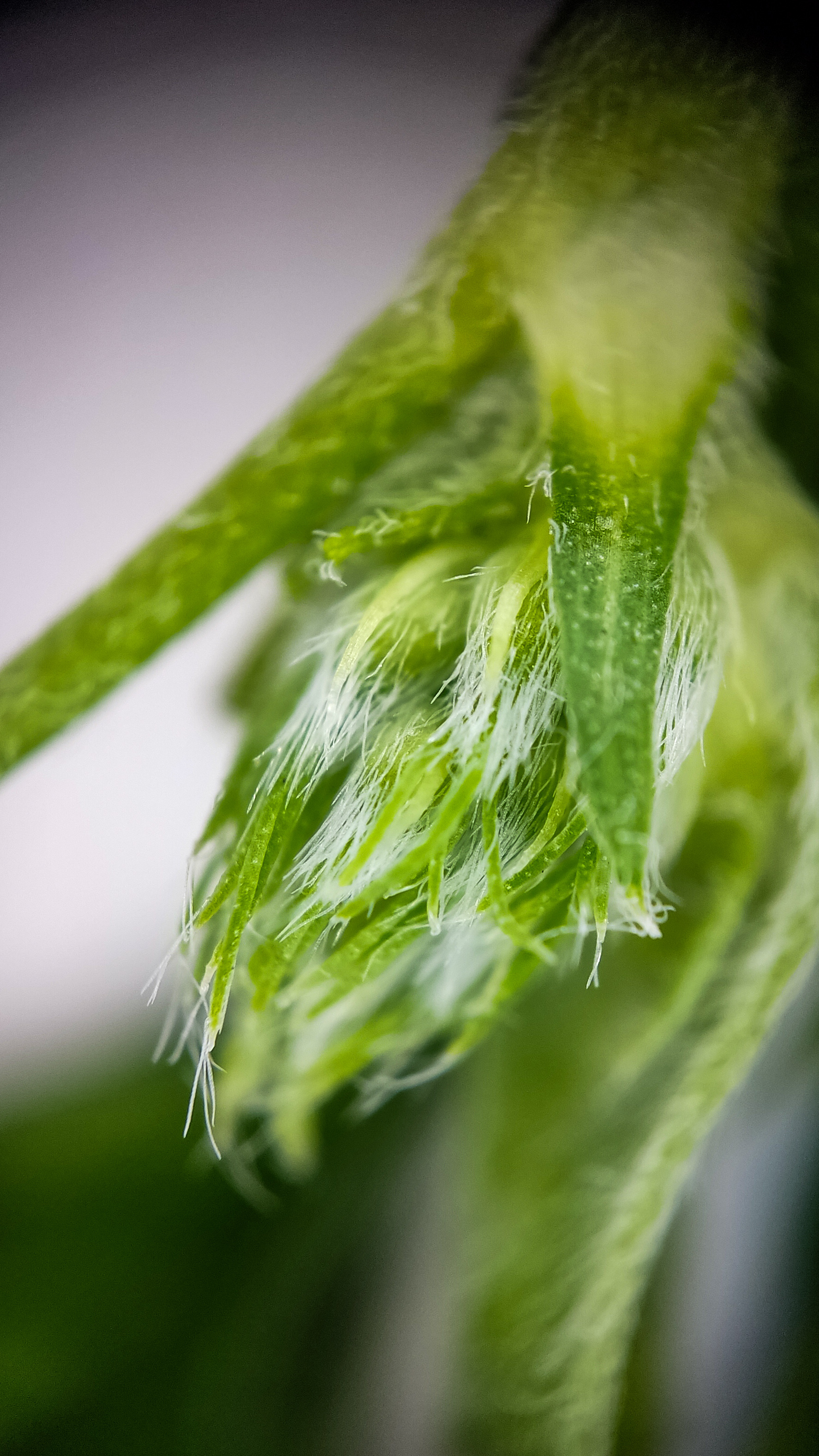 Photo project Let's take a closer look post #85. Sickle-leaved alfalfa - My, Bloom, Macro photography, Nature, Garden, Gardening, Grass, Plants, The photo, The nature of Russia, Longpost