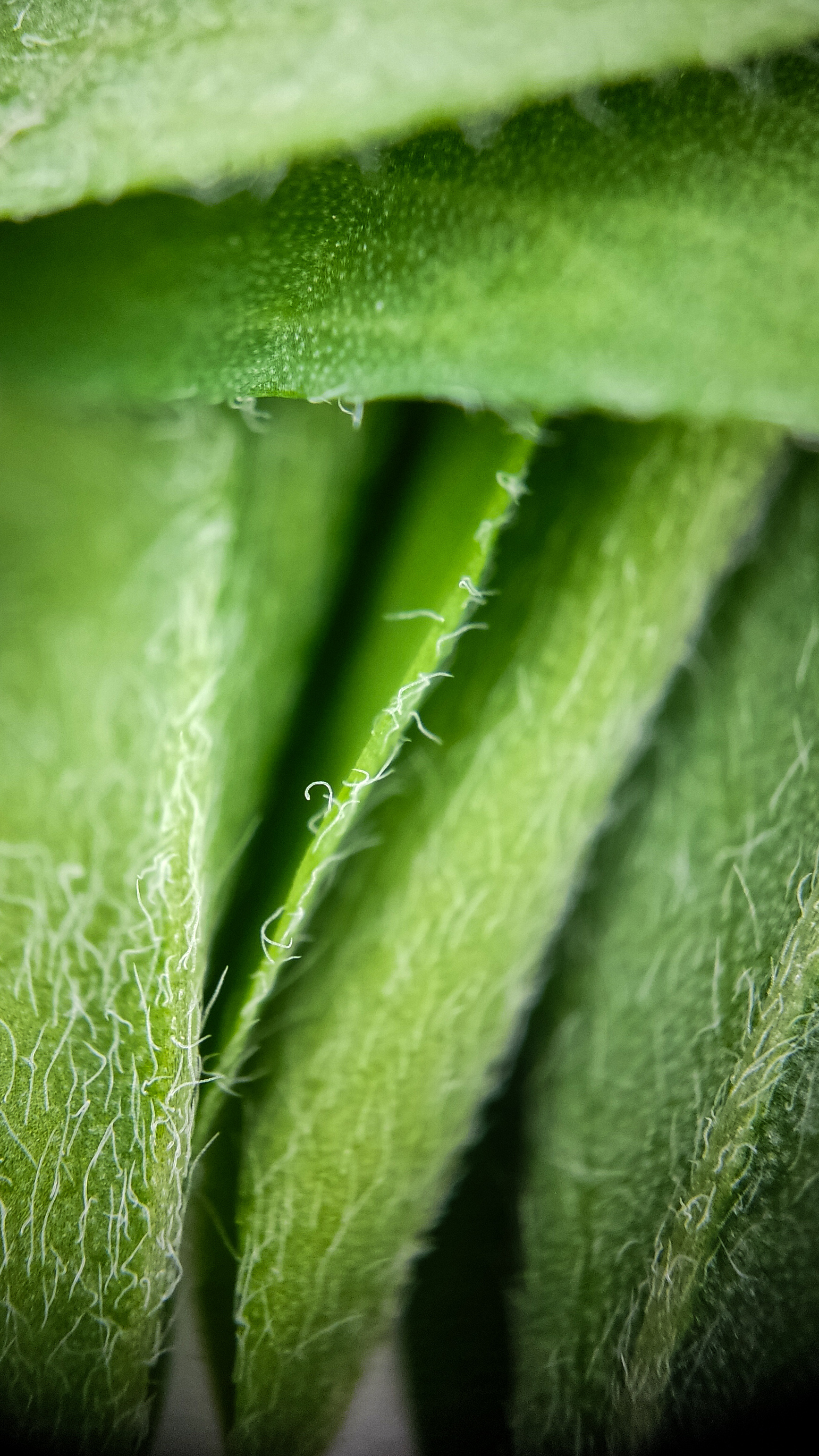 Photo project Let's take a closer look post #85. Sickle-leaved alfalfa - My, Bloom, Macro photography, Nature, Garden, Gardening, Grass, Plants, The photo, The nature of Russia, Longpost