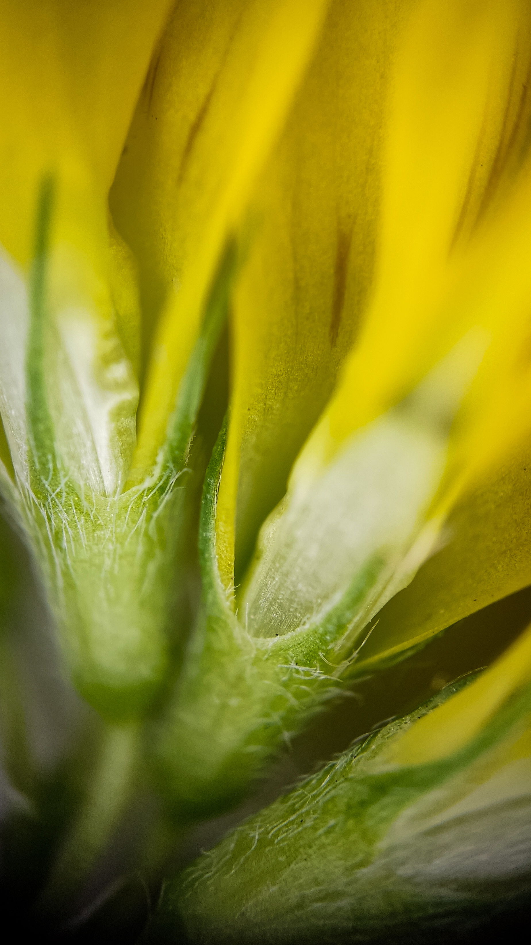 Photo project Let's take a closer look post #85. Sickle-leaved alfalfa - My, Bloom, Macro photography, Nature, Garden, Gardening, Grass, Plants, The photo, The nature of Russia, Longpost