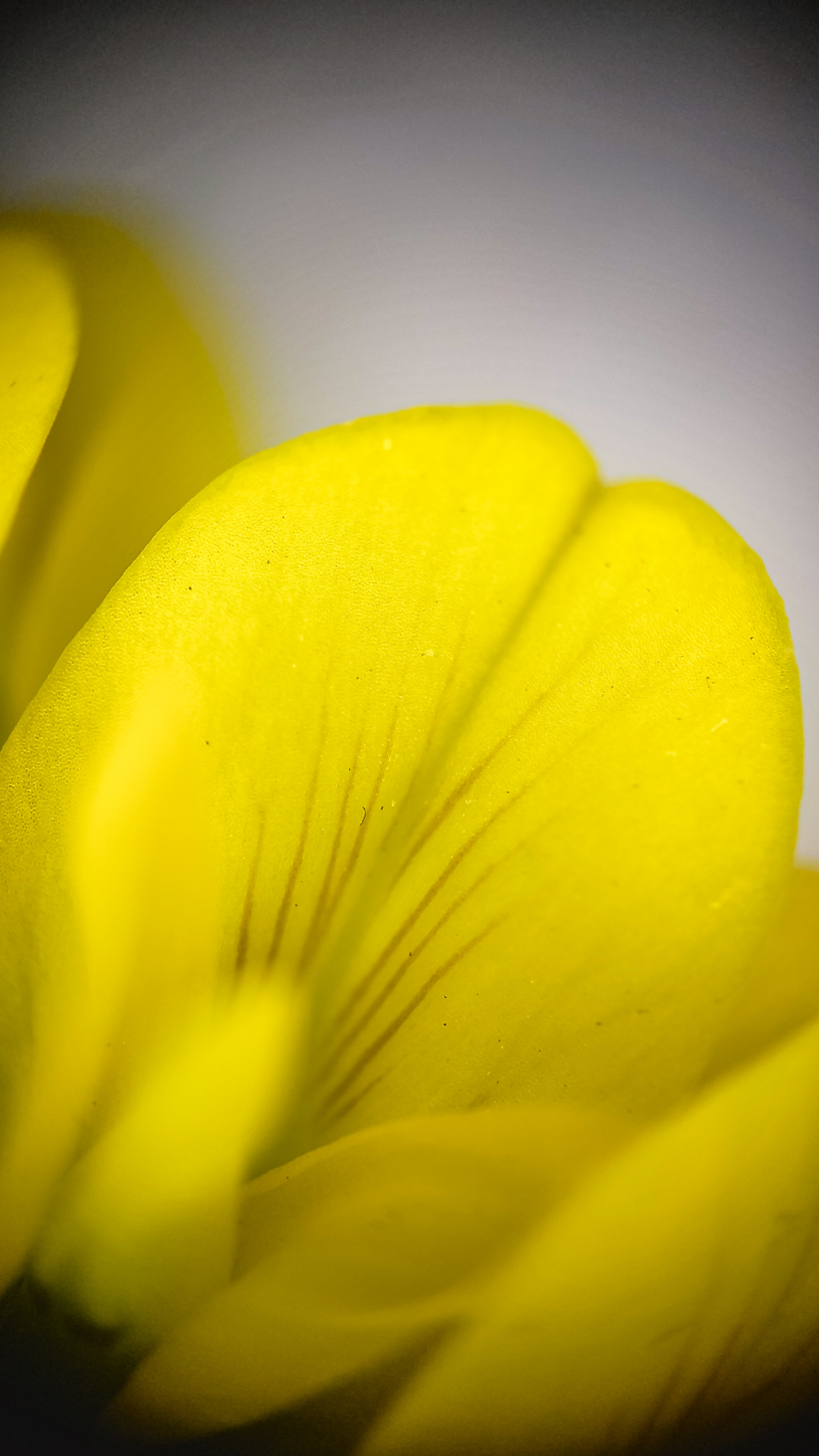 Photo project Let's take a closer look post #85. Sickle-leaved alfalfa - My, Bloom, Macro photography, Nature, Garden, Gardening, Grass, Plants, The photo, The nature of Russia, Longpost