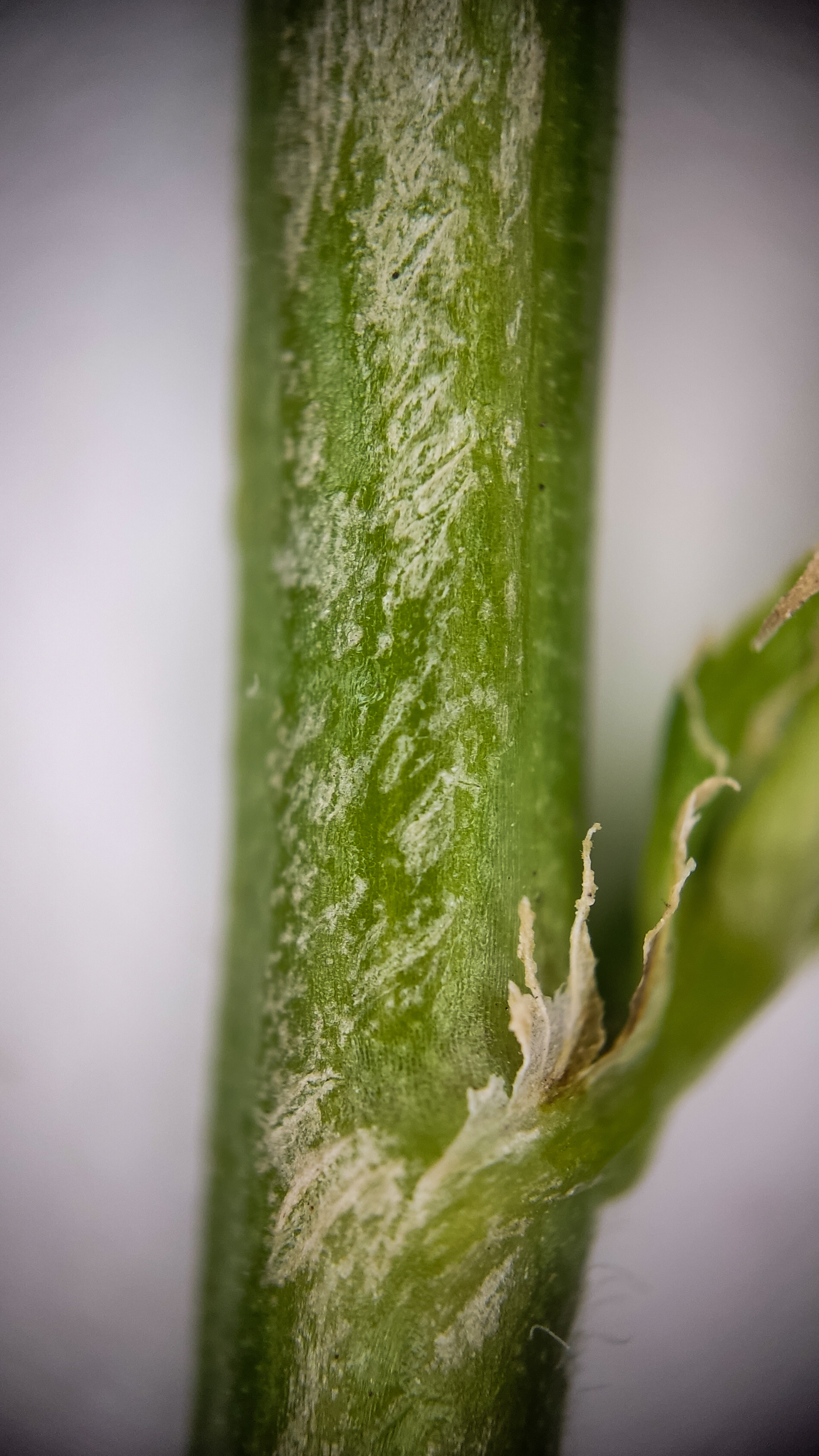 Photo project Let's take a closer look post #85. Sickle-leaved alfalfa - My, Bloom, Macro photography, Nature, Garden, Gardening, Grass, Plants, The photo, The nature of Russia, Longpost