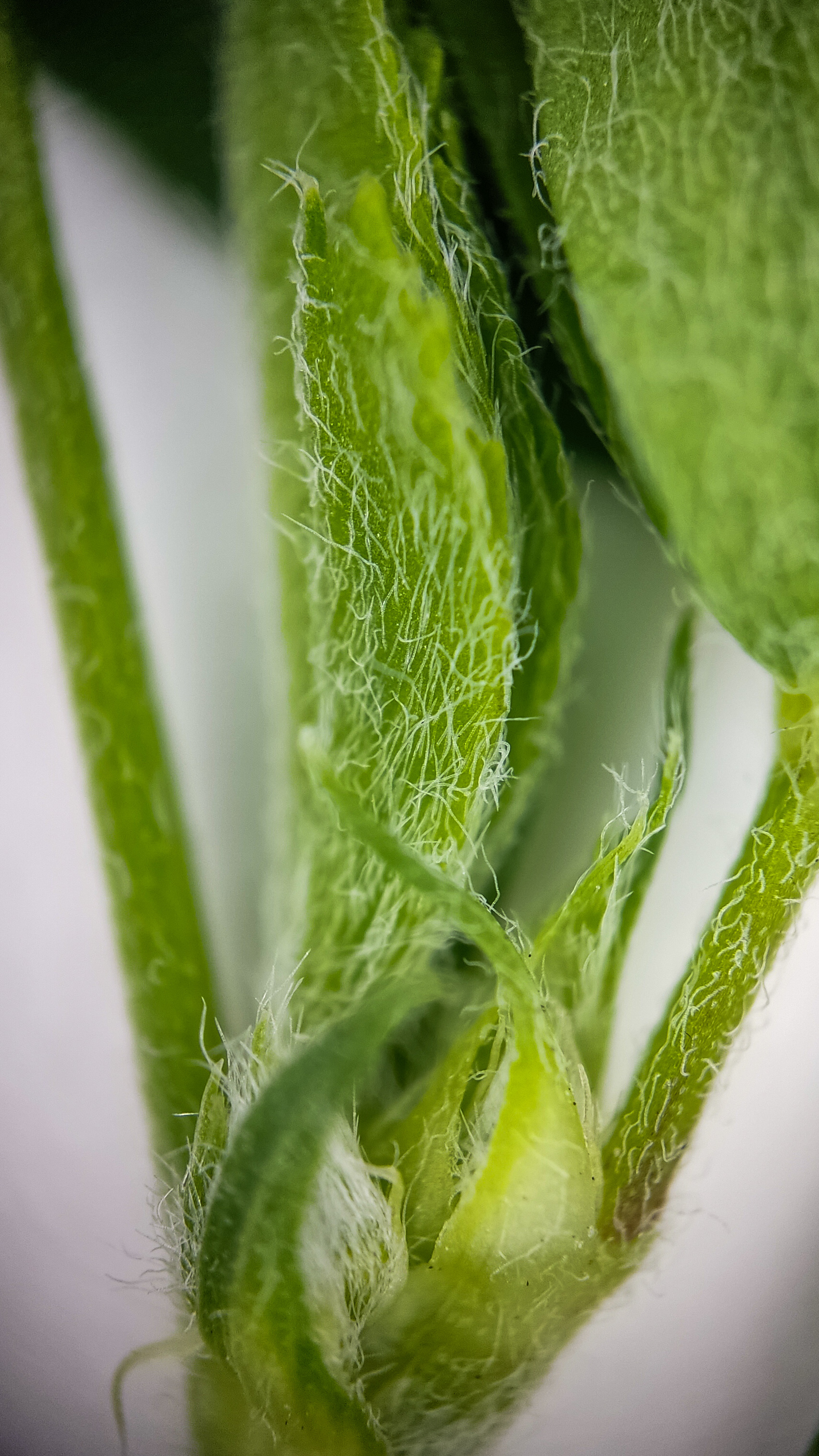 Photo project Let's take a closer look post #85. Sickle-leaved alfalfa - My, Bloom, Macro photography, Nature, Garden, Gardening, Grass, Plants, The photo, The nature of Russia, Longpost