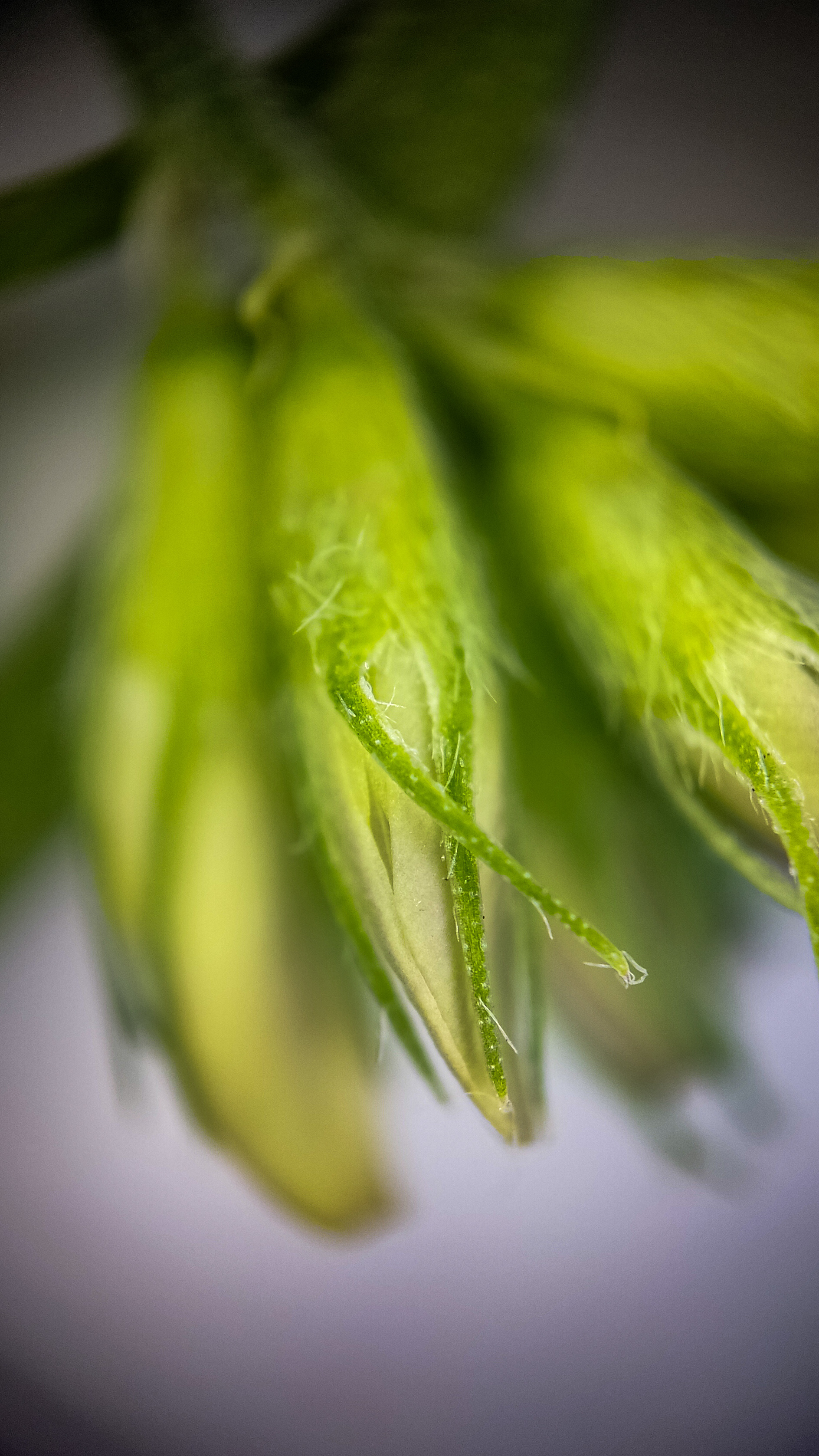 Photo project Let's take a closer look post #85. Sickle-leaved alfalfa - My, Bloom, Macro photography, Nature, Garden, Gardening, Grass, Plants, The photo, The nature of Russia, Longpost