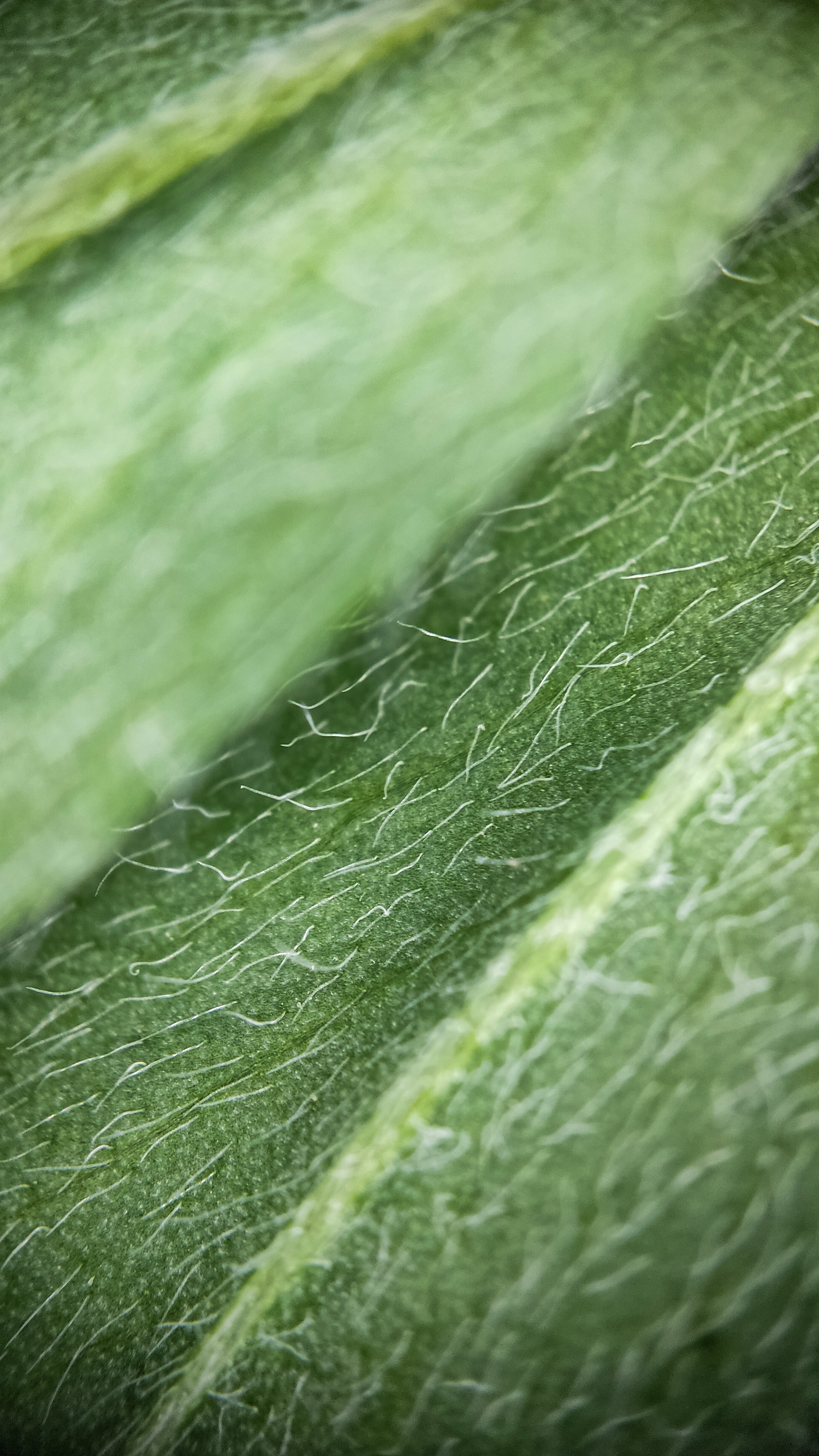 Photo project Let's take a closer look post #85. Sickle-leaved alfalfa - My, Bloom, Macro photography, Nature, Garden, Gardening, Grass, Plants, The photo, The nature of Russia, Longpost