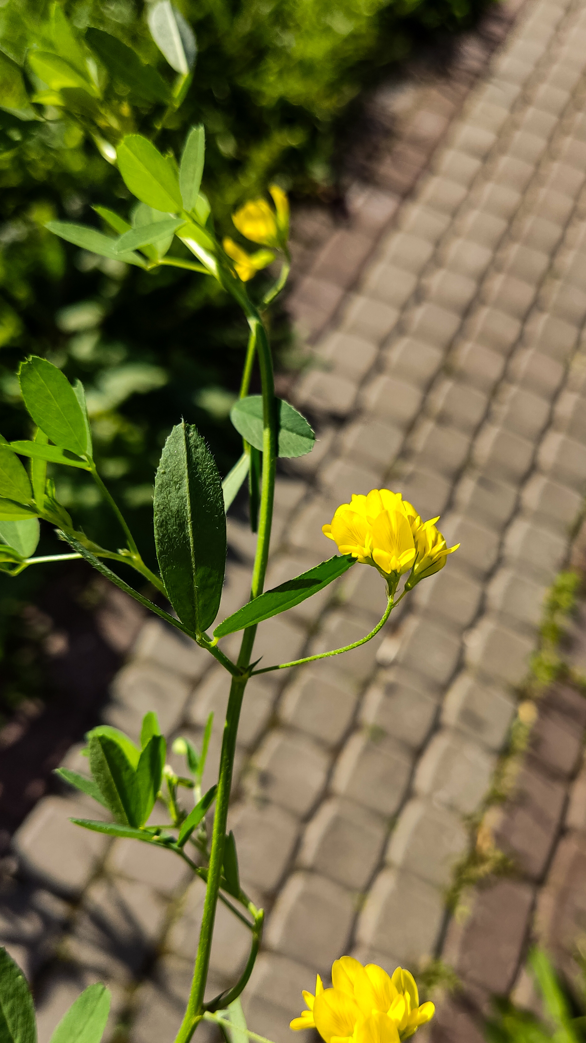 Photo project Let's take a closer look post #85. Sickle-leaved alfalfa - My, Bloom, Macro photography, Nature, Garden, Gardening, Grass, Plants, The photo, The nature of Russia, Longpost