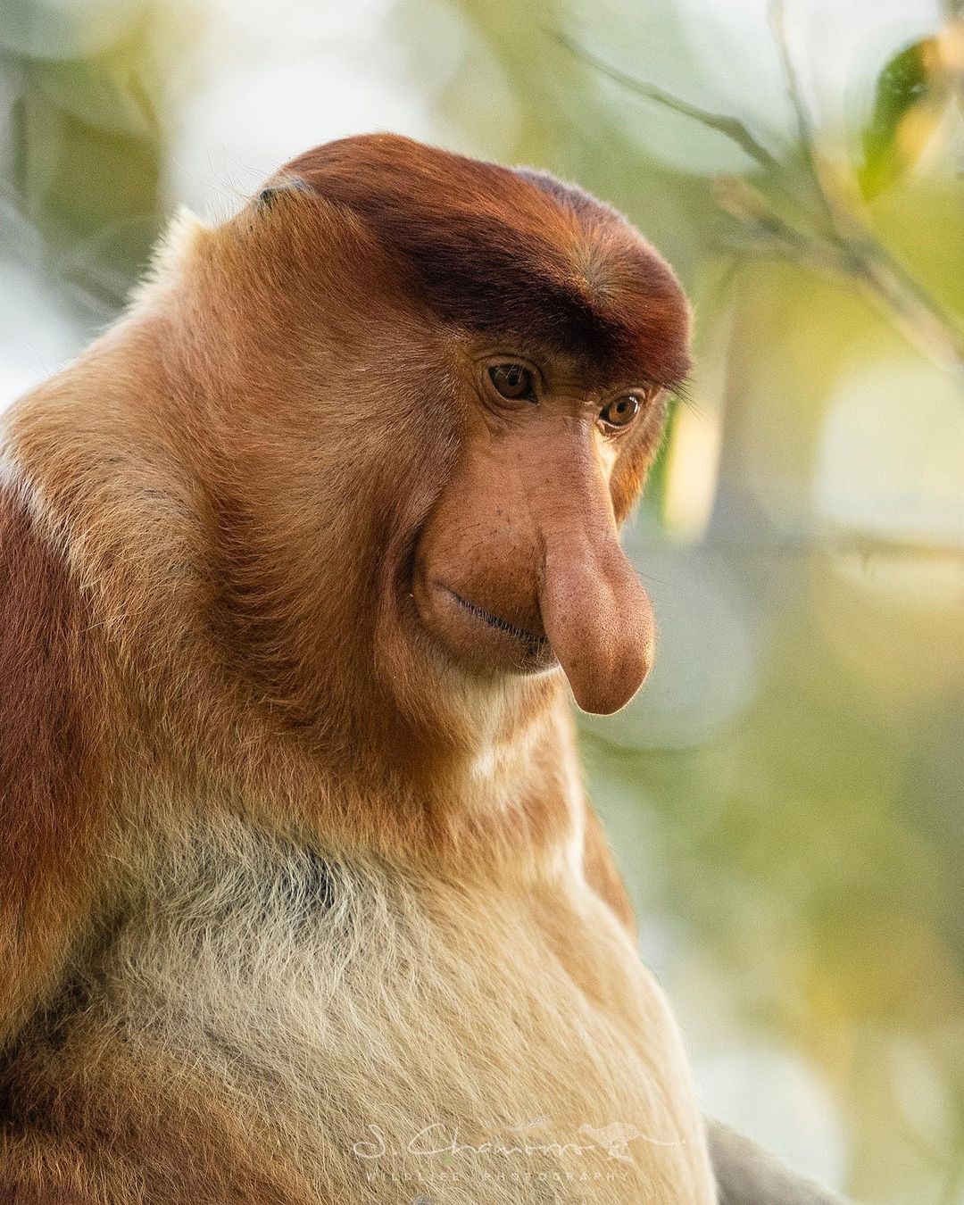 Proboscis monkey - Endangered species, Endemic, Primates, Nosach, Wild animals, wildlife, Kalimantan, The photo