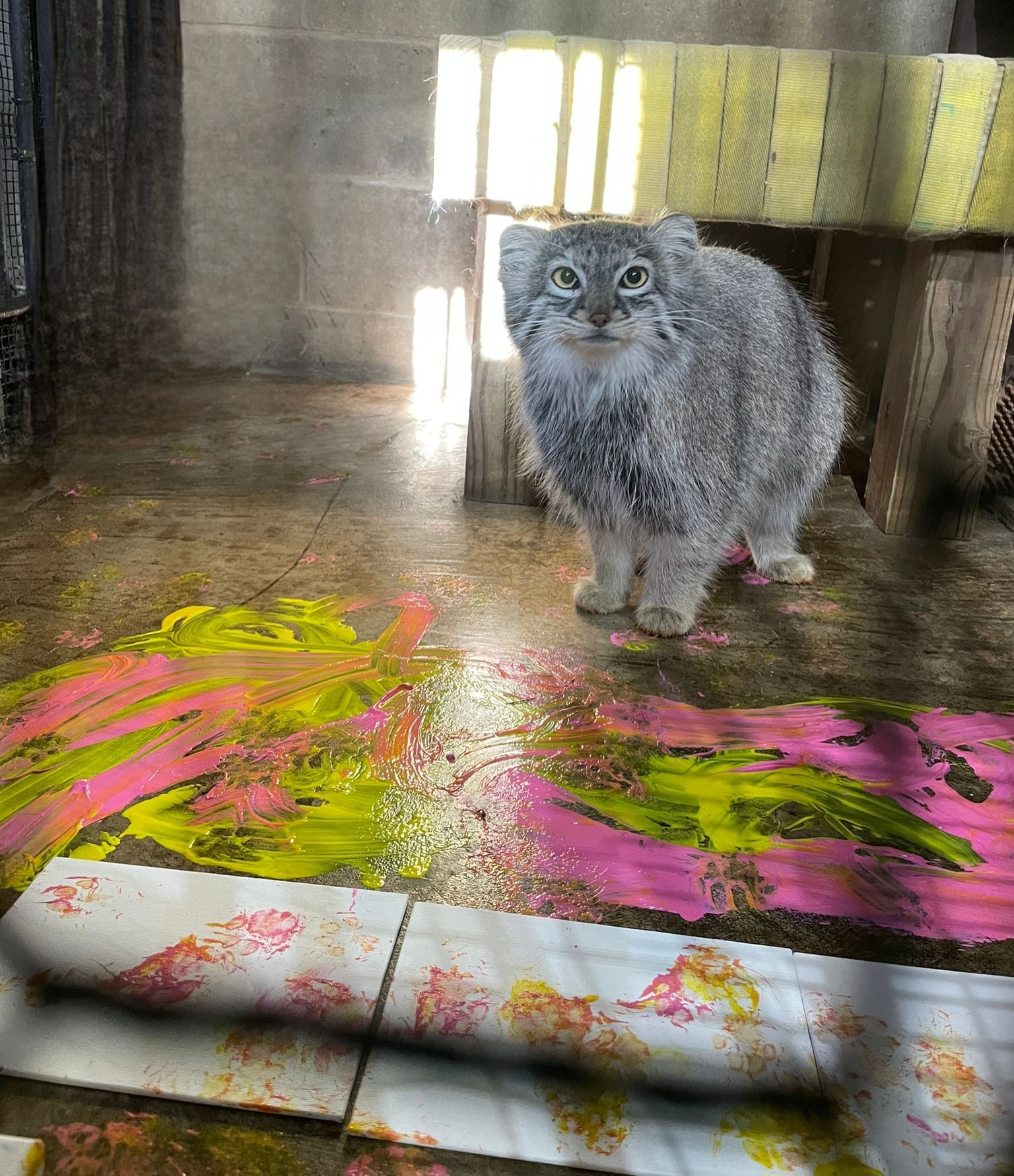 Talented Evie - 2 - Small cats, Pallas' cat, Cat family, Predatory animals, Wild animals, The photo, Zoo, Facebook (link)