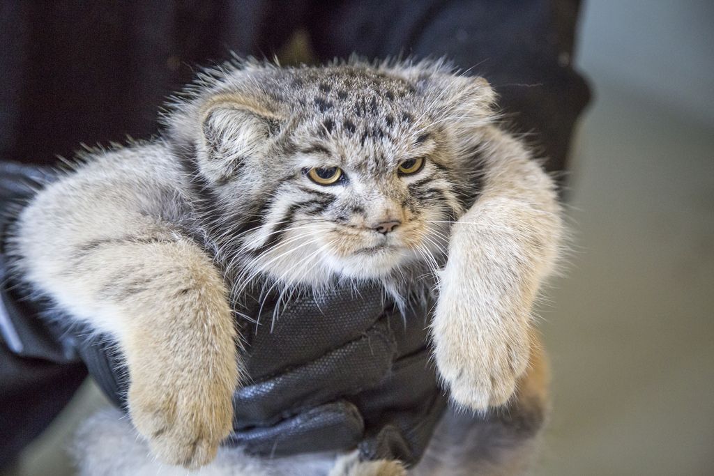 Friday Pallas's Cat - Pallas' cat, The photo, Animals, Repeat, Cat family, Small cats, Wild animals, Predatory animals, Zoo