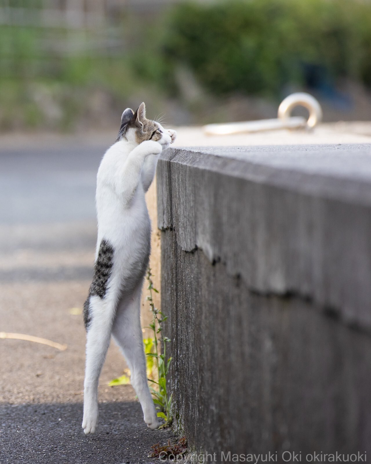 His airiness^) - cat, Paws, Twitter (link)