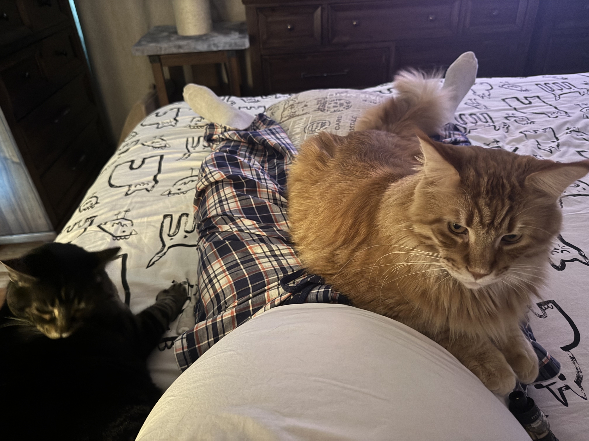 Boniface. Treating a biped - My, cat, Redheads, Maine Coon, Pets, The photo