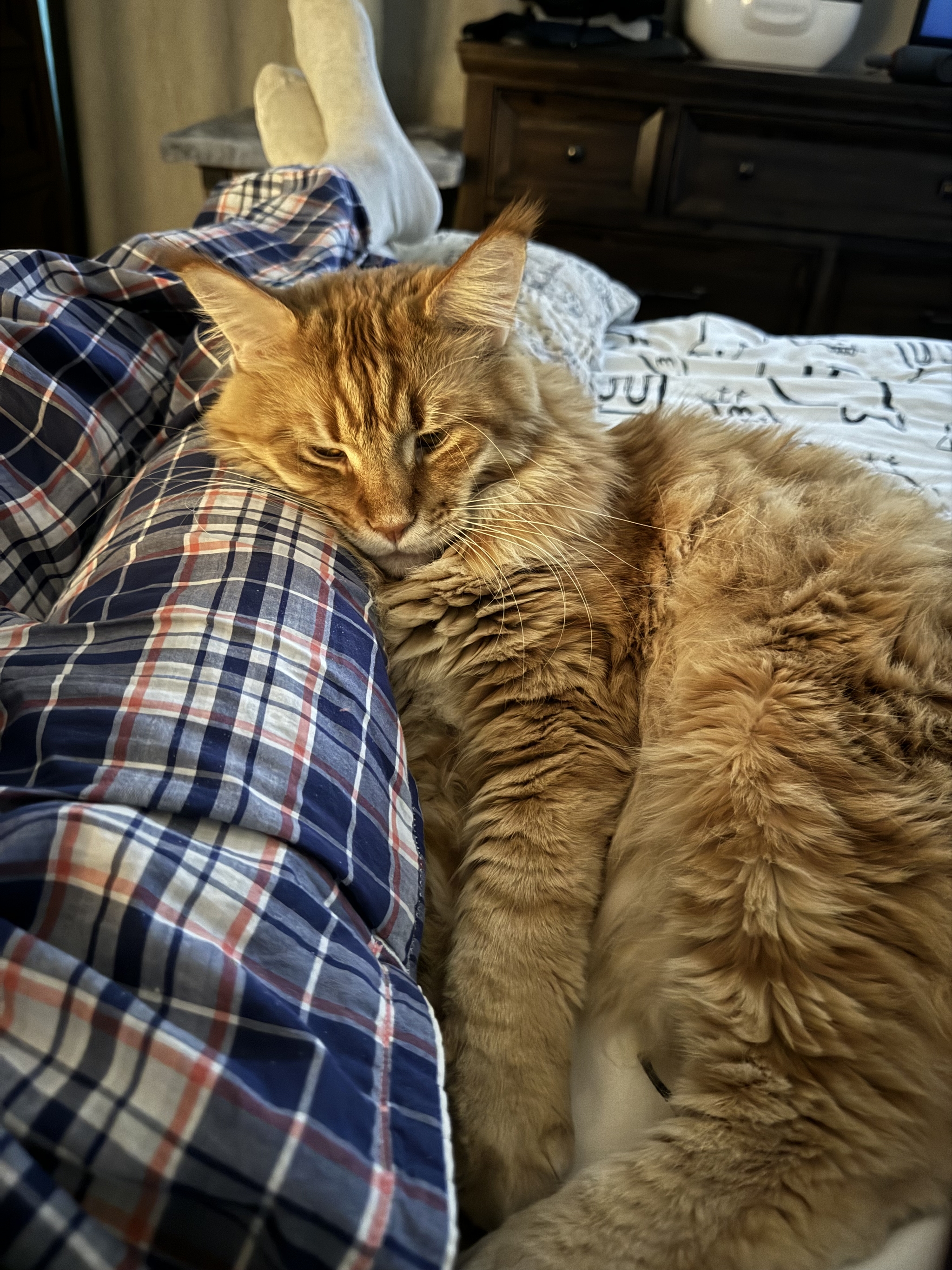 Boniface. Treating a biped - My, cat, Redheads, Maine Coon, Pets, The photo