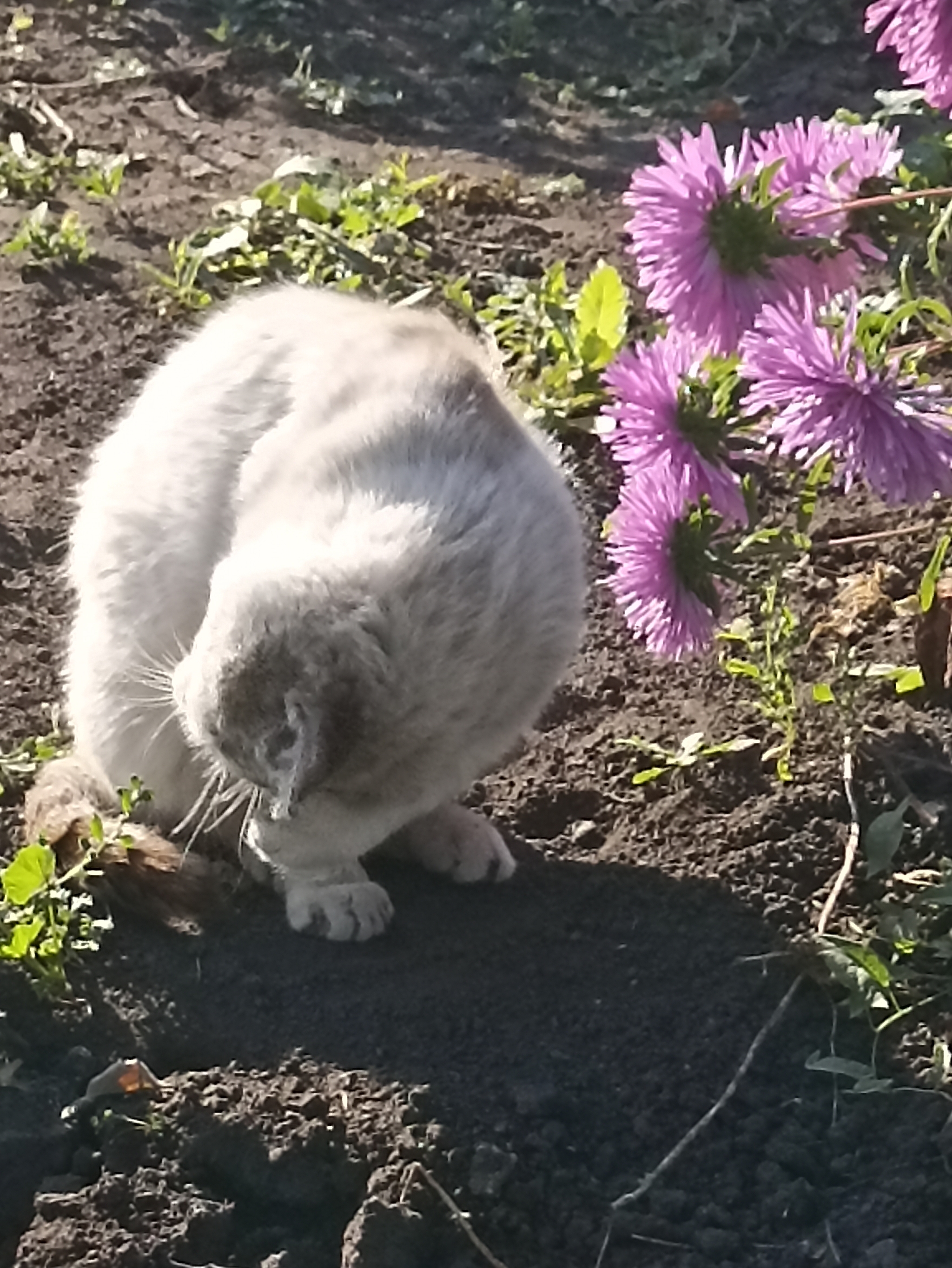 Morning exercise - My, Morning, cat, The photo