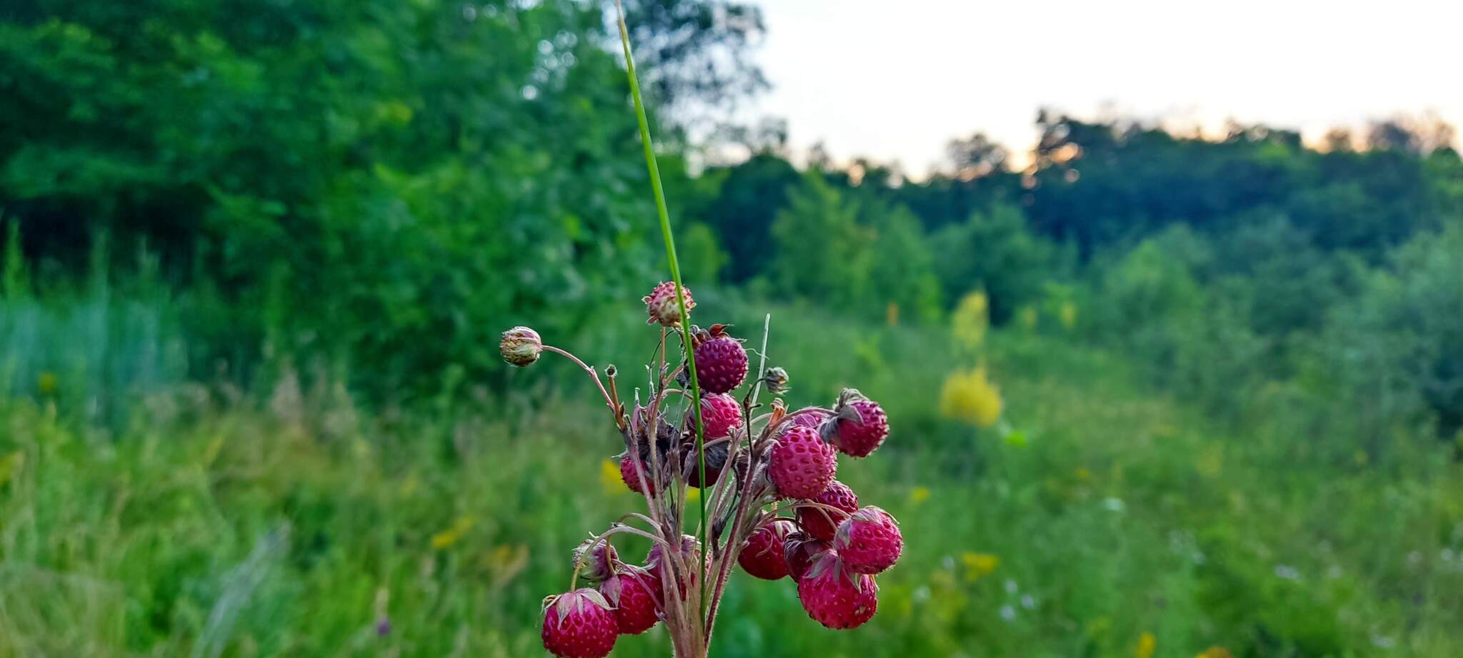 Reply to the post Kirov region - My, The photo, Nature, The nature of Russia, Crimea, Lipetsk region, Краснодарский Край, Belgorod region, Voronezh River, White Rock, Mangup-Kale, Rock Sail, Blue Abyss, Poppy, Strawberry, Water lily, Reply to post, Longpost