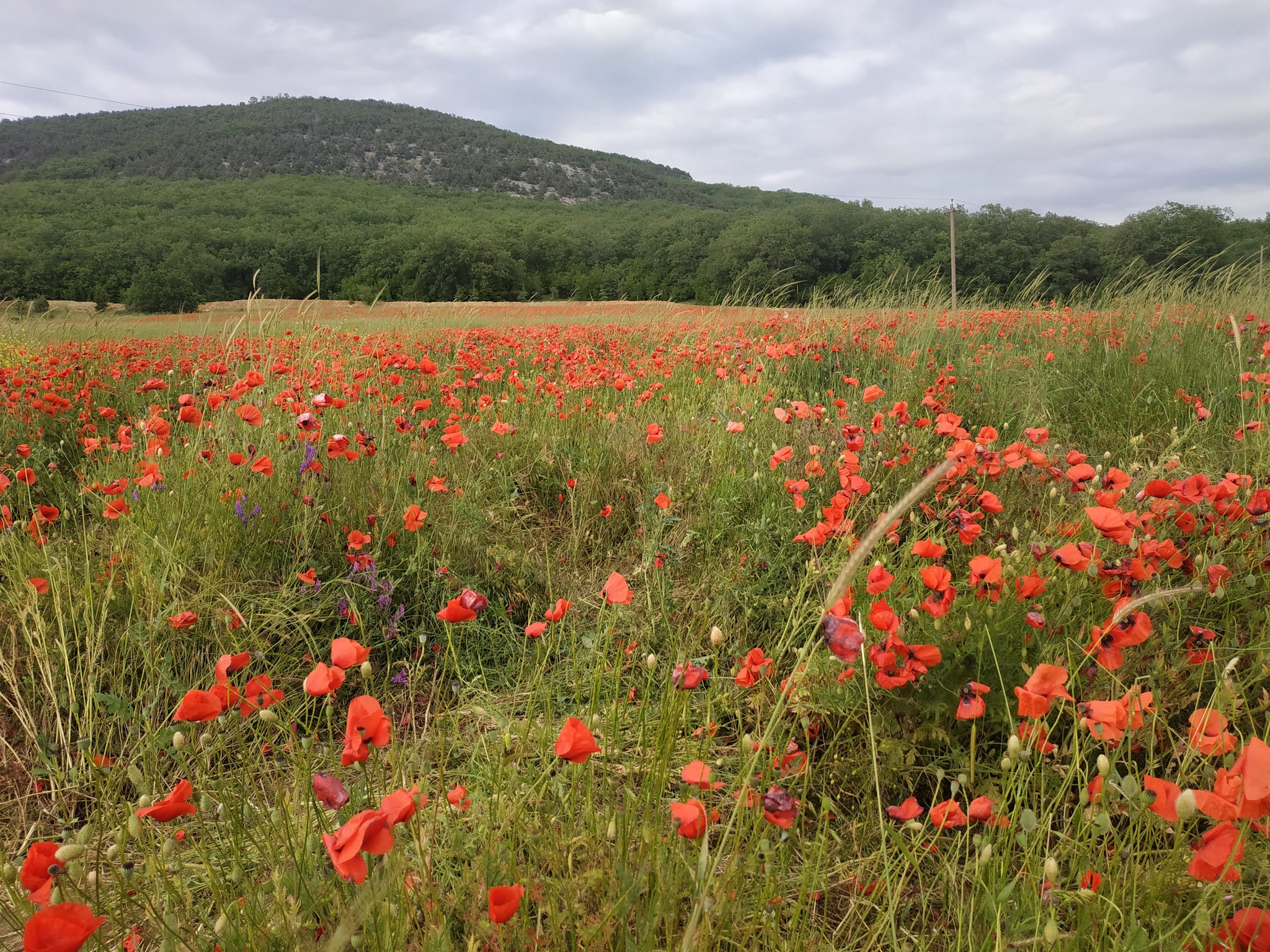 Reply to the post Kirov region - My, The photo, Nature, The nature of Russia, Crimea, Lipetsk region, Краснодарский Край, Belgorod region, Voronezh River, White Rock, Mangup-Kale, Rock Sail, Blue Abyss, Poppy, Strawberry, Water lily, Reply to post, Longpost