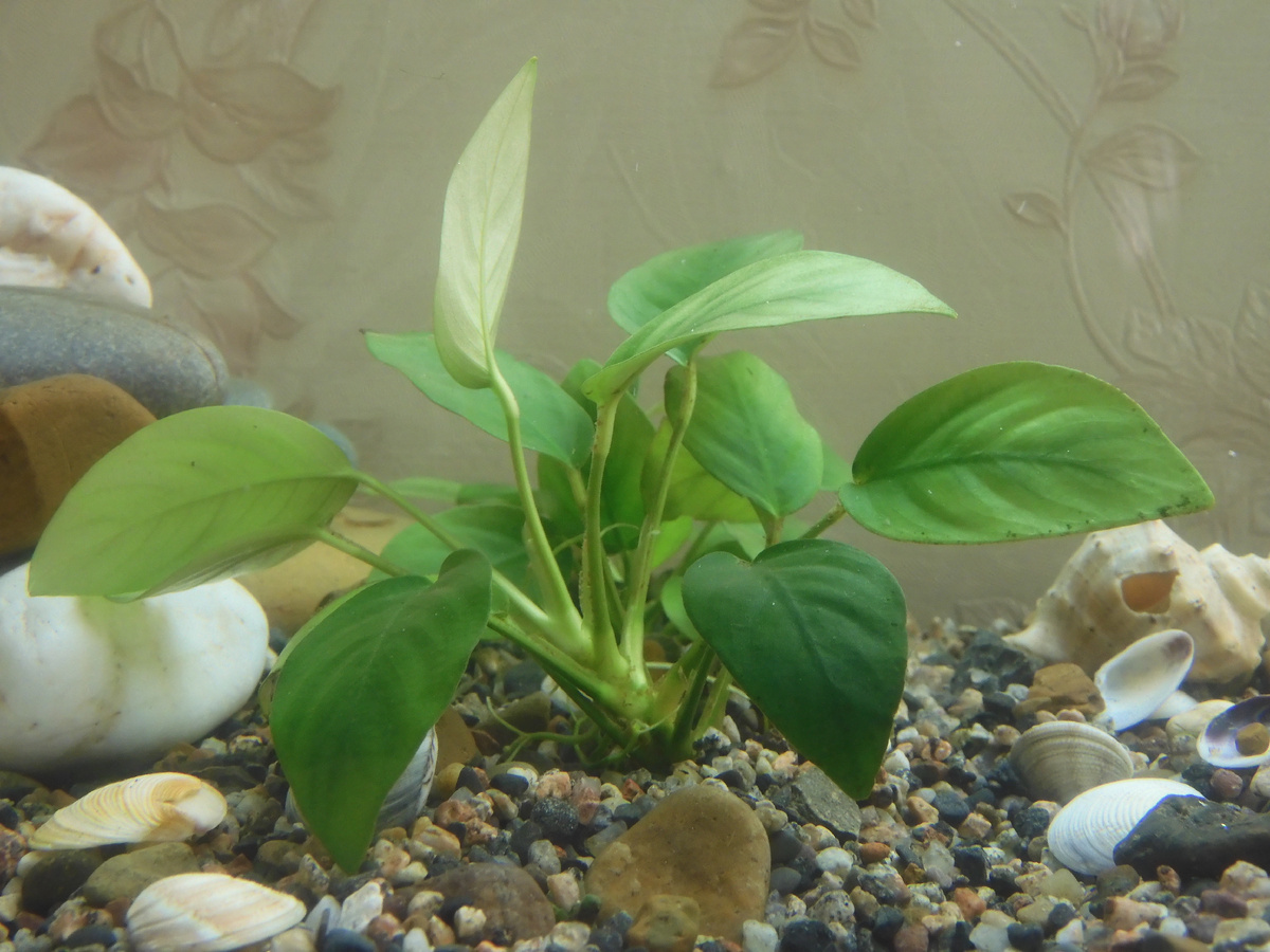 The most unpretentious aquarium plants. My rating, after a year of aquarium life - My, A fish, Aquarium, Aquarium, Aquarium plants, Longpost, Personal experience