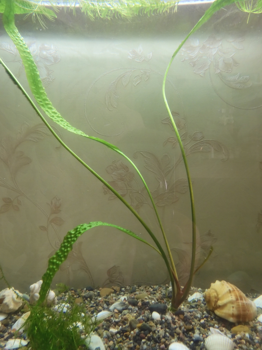 The most unpretentious aquarium plants. My rating, after a year of aquarium life - My, A fish, Aquarium, Aquarium, Aquarium plants, Longpost, Personal experience