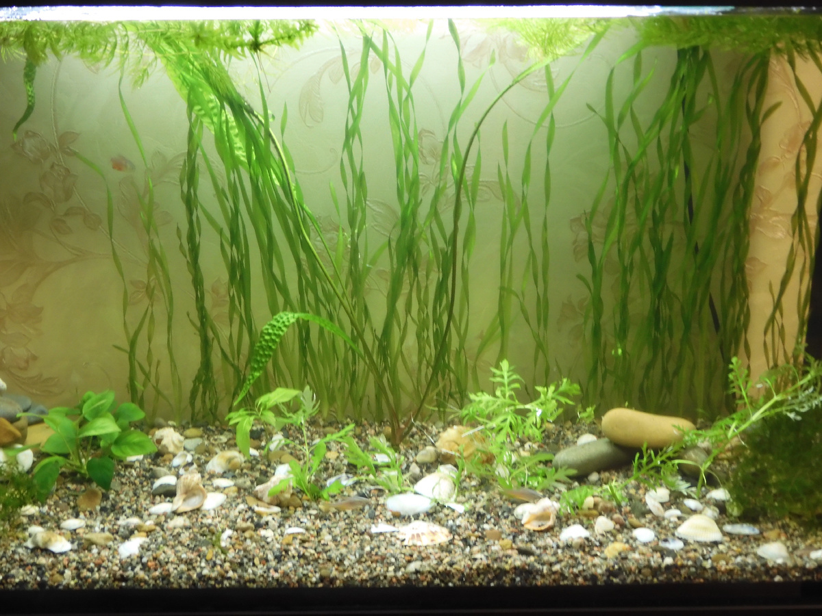 The most unpretentious aquarium plants. My rating, after a year of aquarium life - My, A fish, Aquarium, Aquarium, Aquarium plants, Longpost, Personal experience