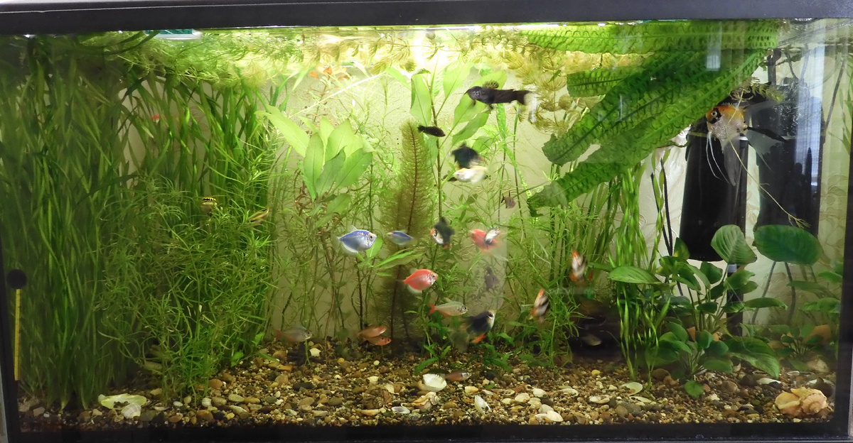 The most unpretentious aquarium plants. My rating, after a year of aquarium life - My, A fish, Aquarium, Aquarium, Aquarium plants, Longpost, Personal experience