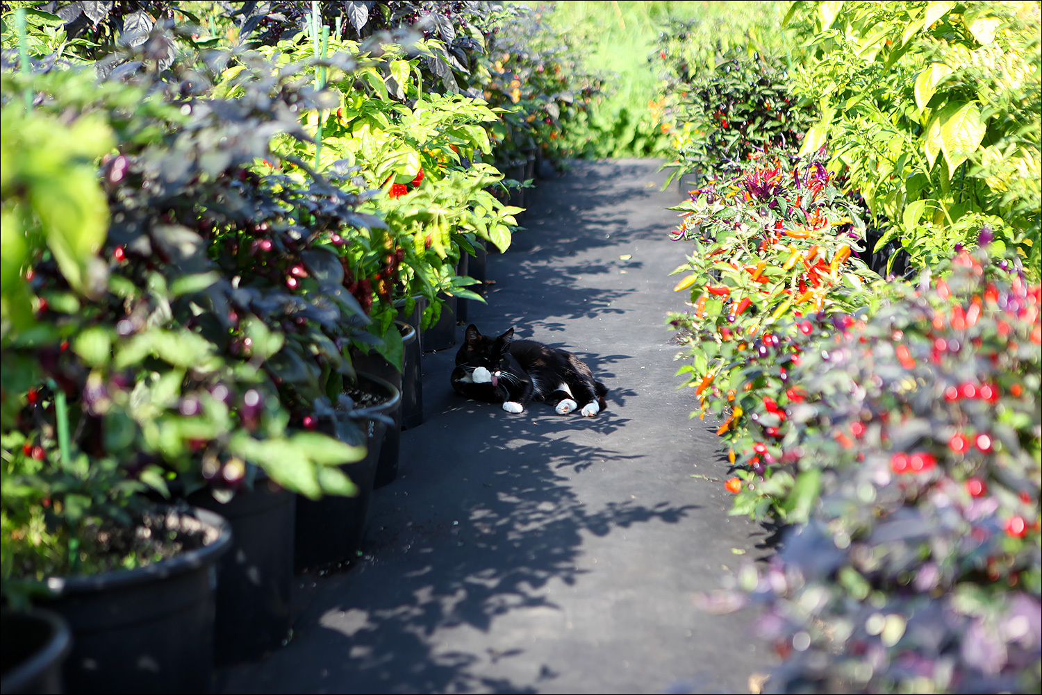 Security guard - My, Hot peppers, Pepper, Gardening, Garden, cat, Black cat, The photo