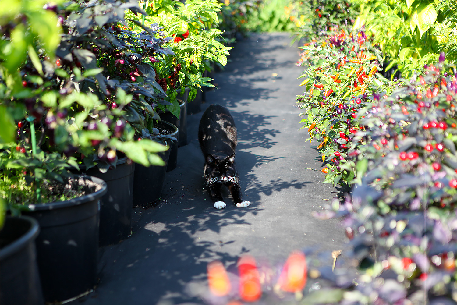 Security guard - My, Hot peppers, Pepper, Gardening, Garden, cat, Black cat, The photo