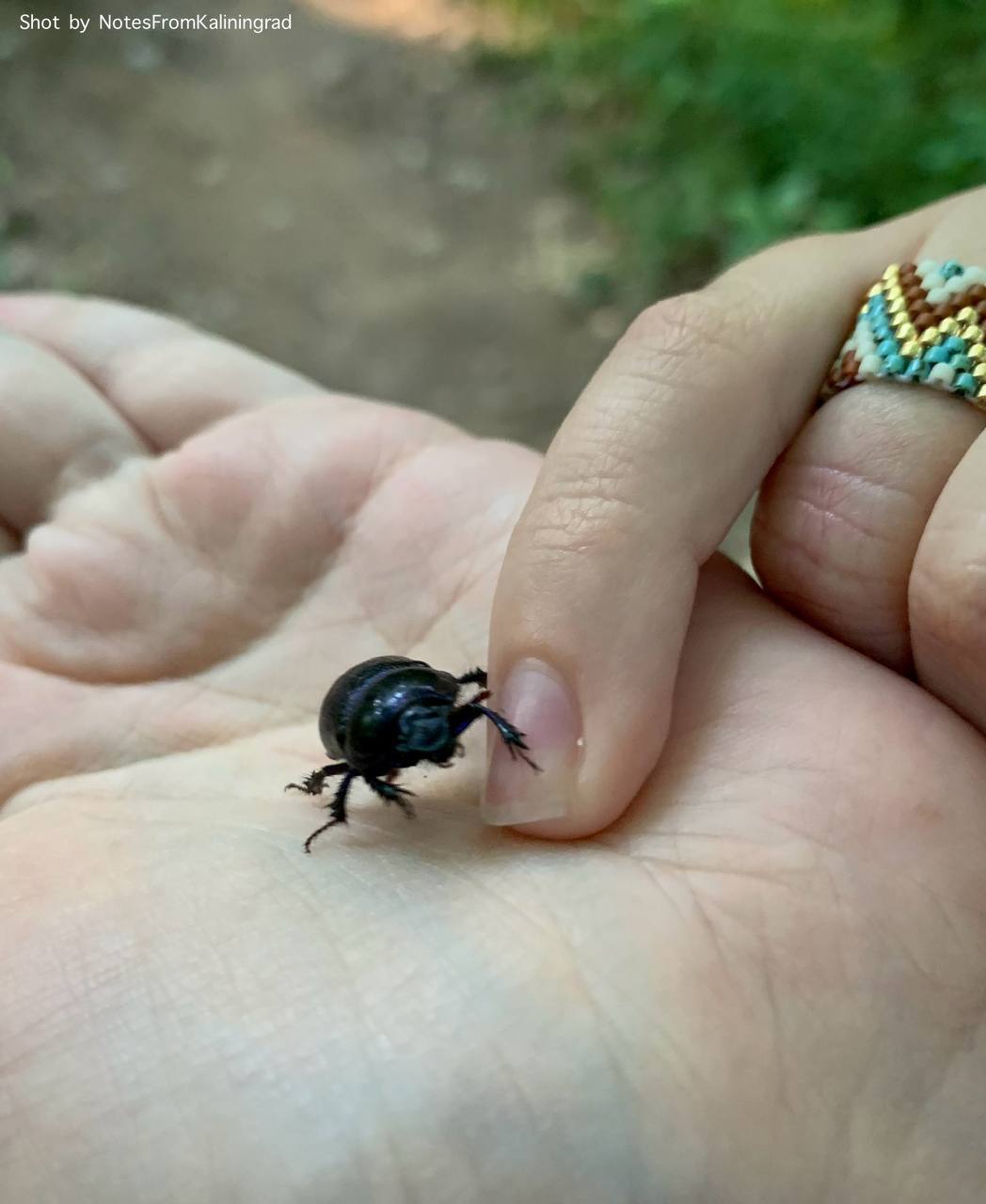 Dung beetle - My, Beetles, Street photography, The photo, Vertical video, Insects, Kaliningrad, Kaliningrad region, Video, Soundless, Longpost