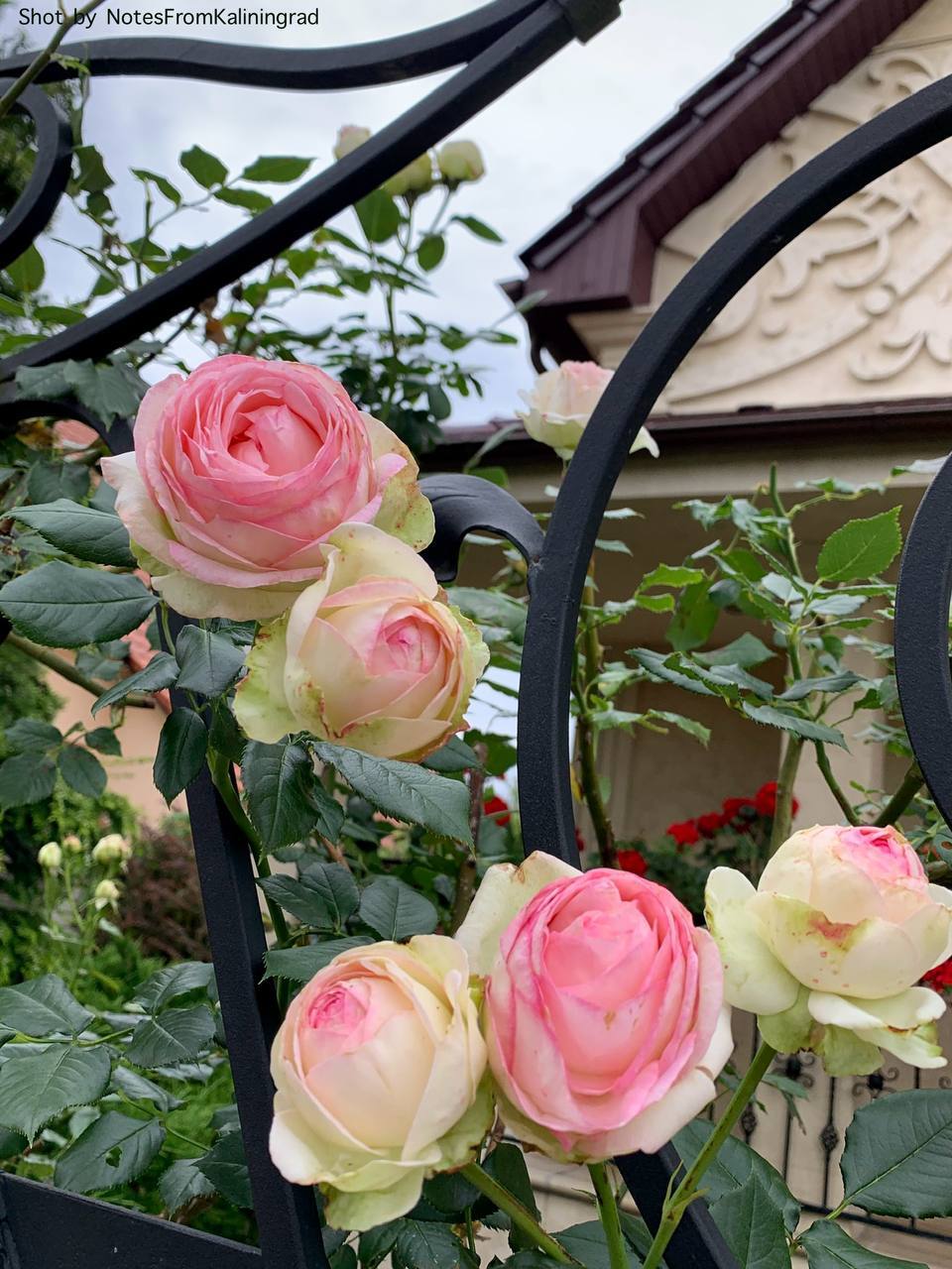 Roses - My, Kaliningrad, Kaliningrad region, Street photography, City walk, The photo, the Rose, Flowers, Bloom, Plants