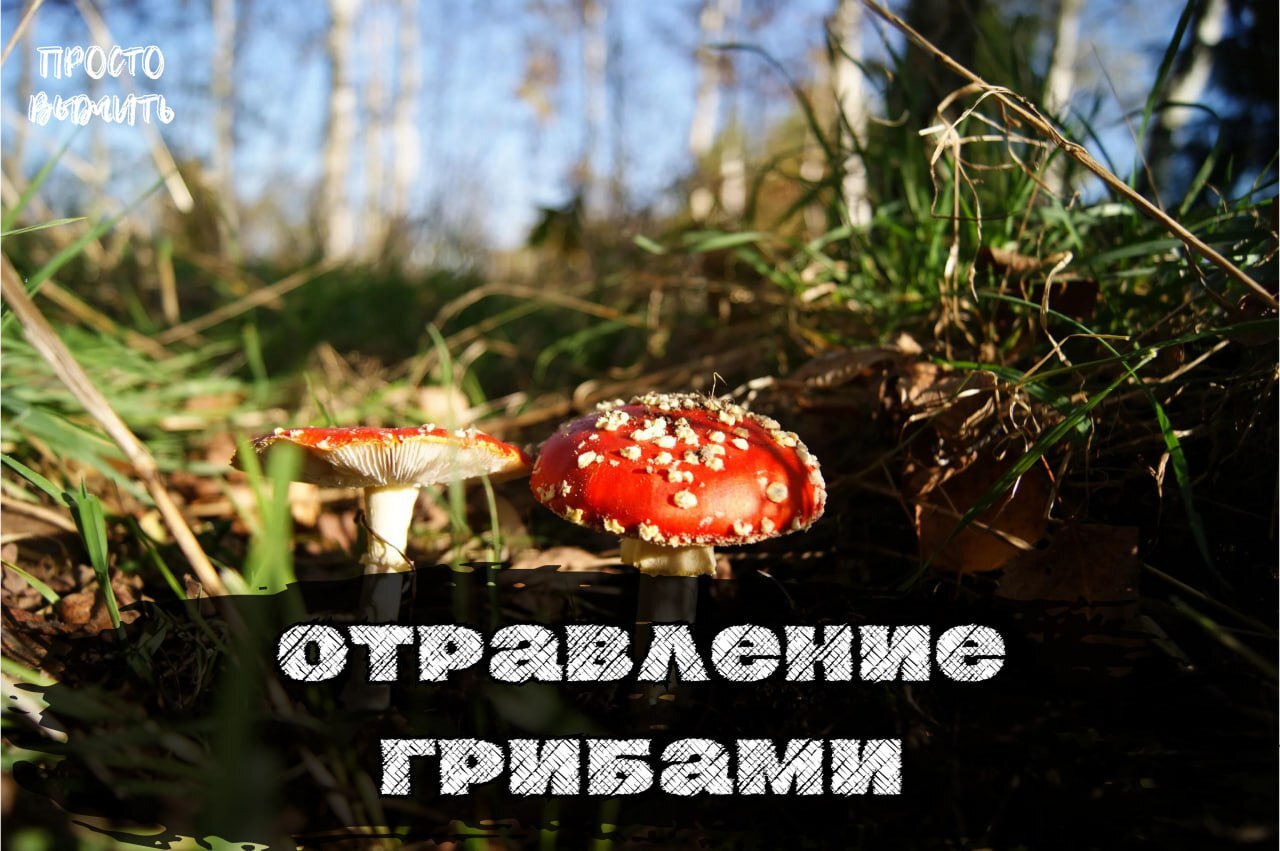 Mushroom Poisoning: First Steps to Salvation - My, Health, Survival, Poisoning, Nature, Mushrooms, Education, Forest, Plants, Article, Absorbent, Toxins, What to do, Actions, Need, First aid, Fly agaric, Autumn, The medicine, Useful, Travels