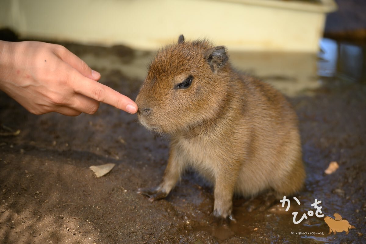 Boop! - Wild animals, Zoo, Capybara, Rodents, Young, Boop