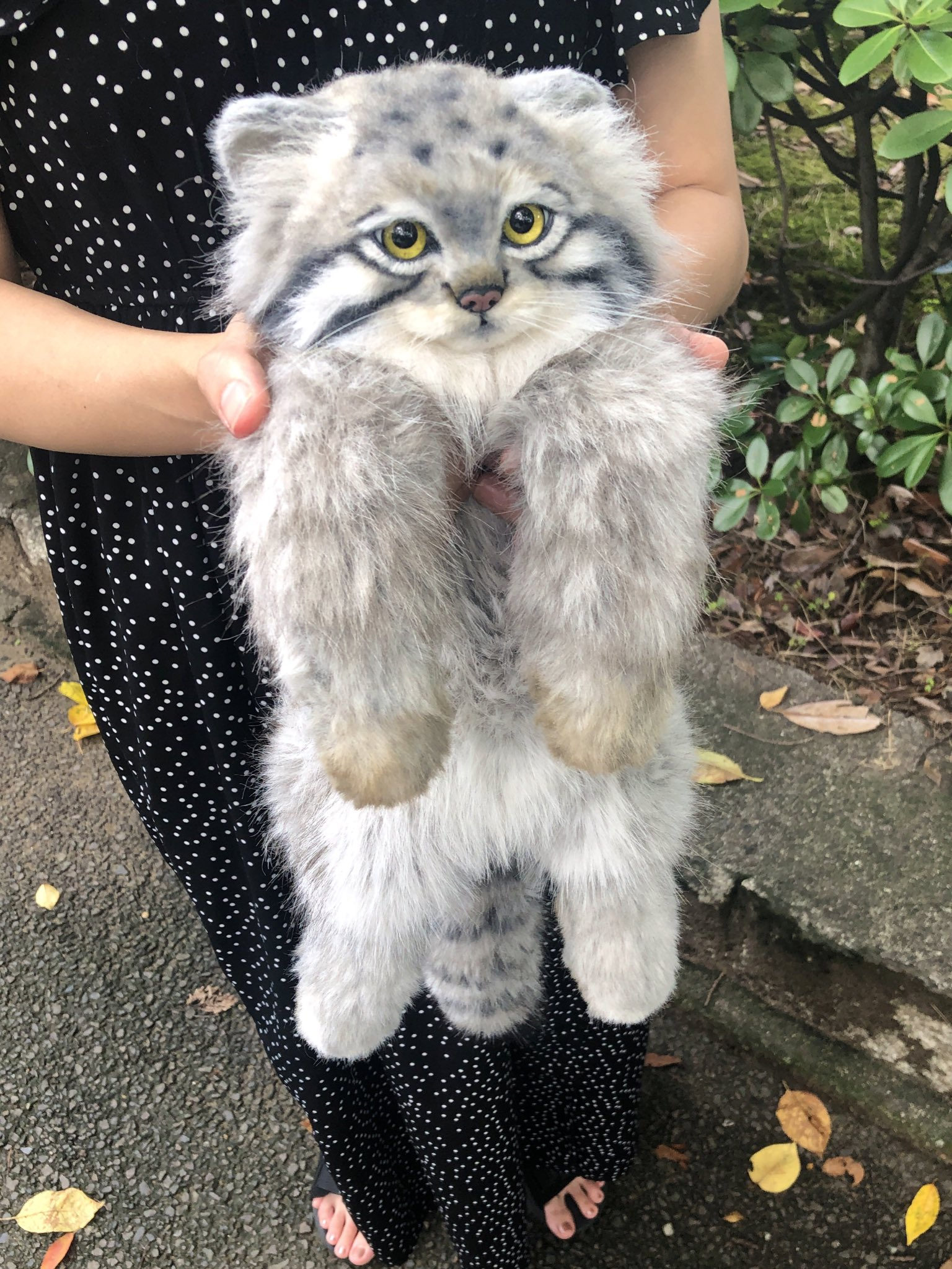 Safe manul :3 - Pallas' cat, Toys, Soft toy, Longpost