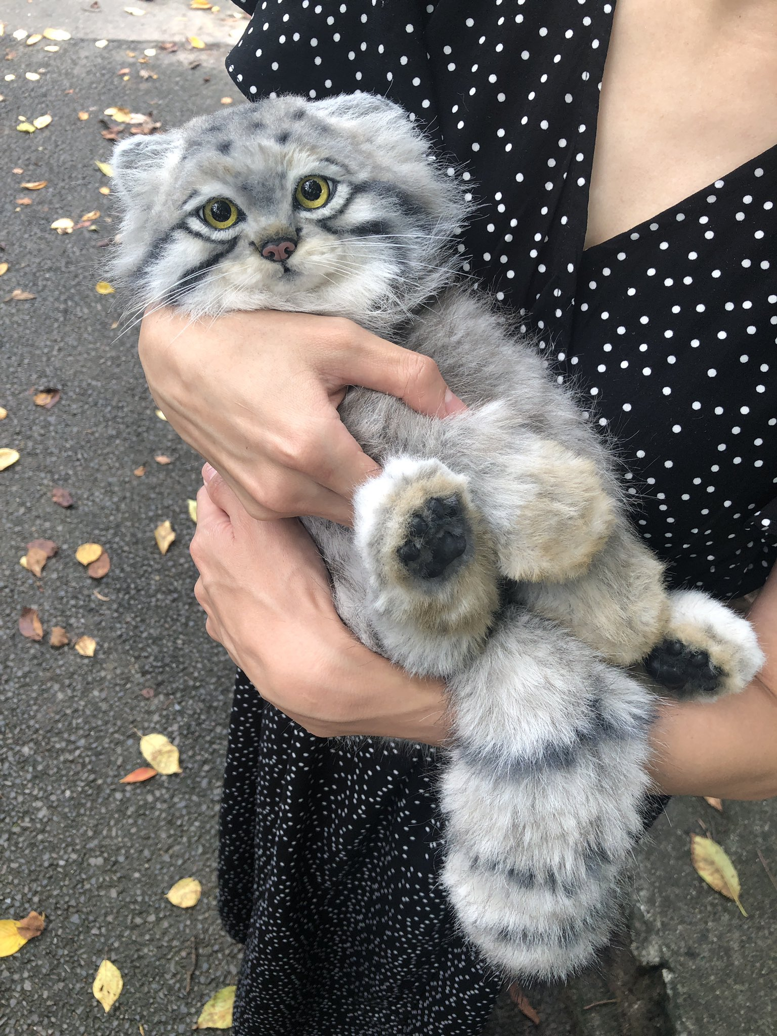 Safe manul :3 - Pallas' cat, Toys, Soft toy, Longpost