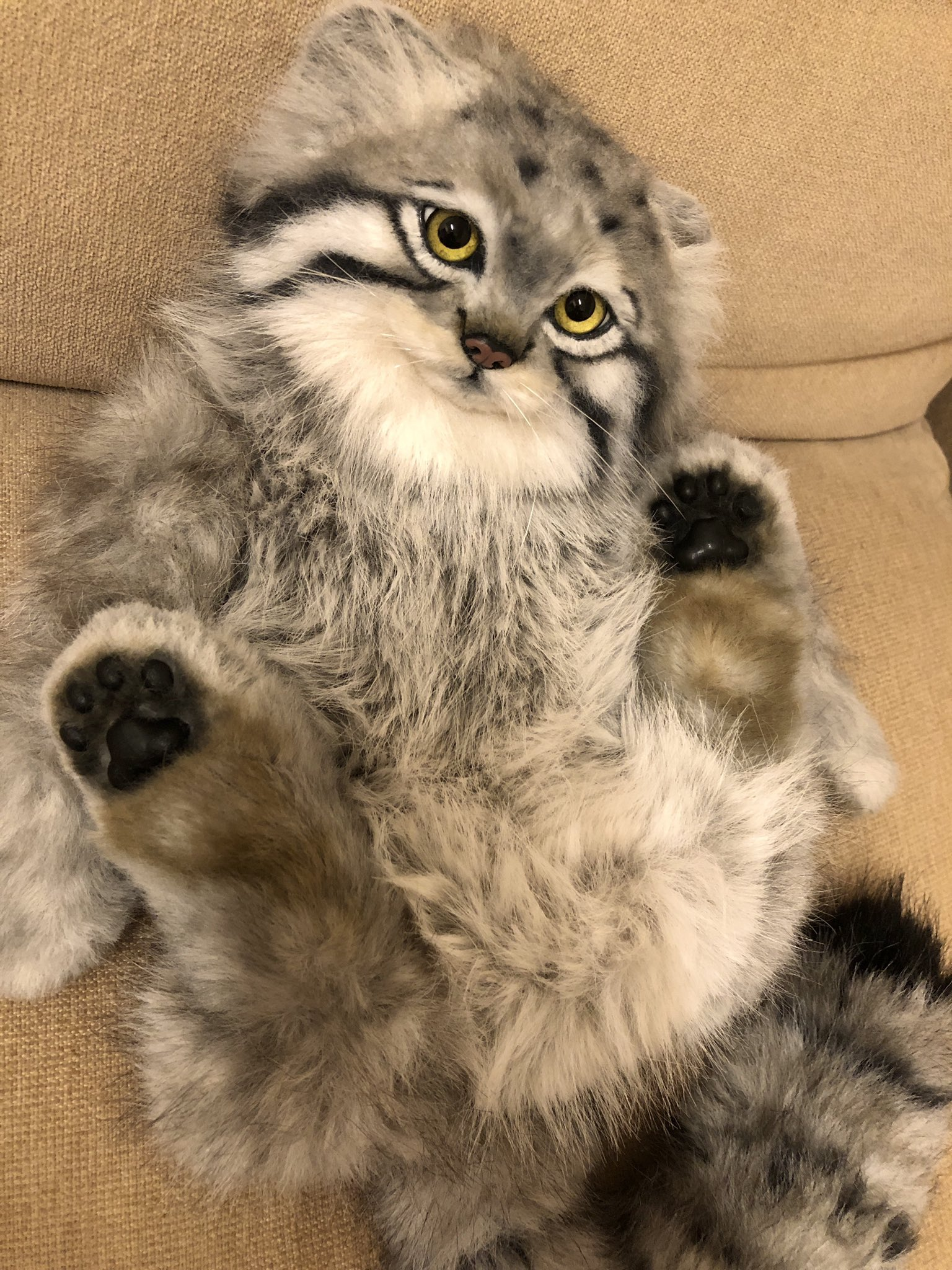 Safe manul :3 - Pallas' cat, Toys, Soft toy, Longpost