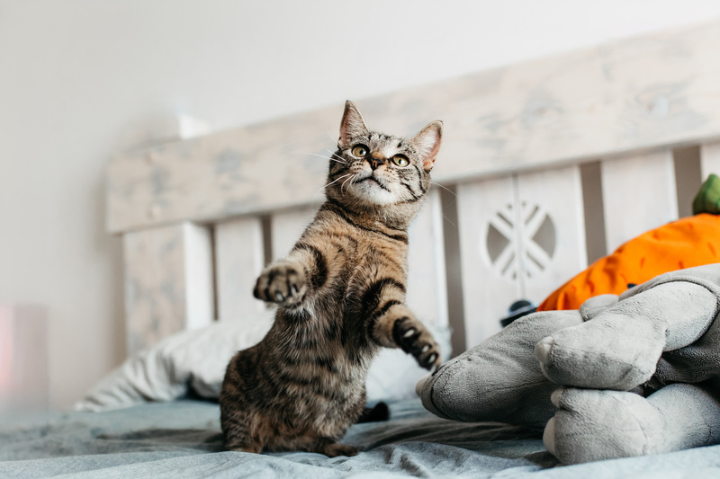 Toyger crossbreed Murka in good hands - cat, Cat lovers, Toyger, In good hands, Homeless animals, Overexposure, Shelter, Pet the cat, Moscow, Longpost