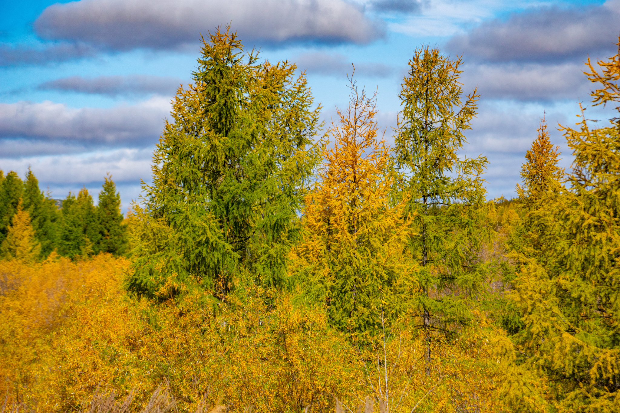 Autumn for a week - My, Travels, Kolyma, wildlife, Work, The photo, Longpost