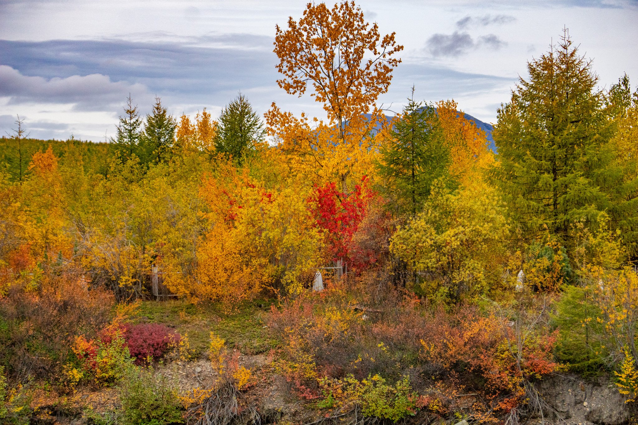 Autumn for a week - My, Travels, Kolyma, wildlife, Work, The photo, Longpost