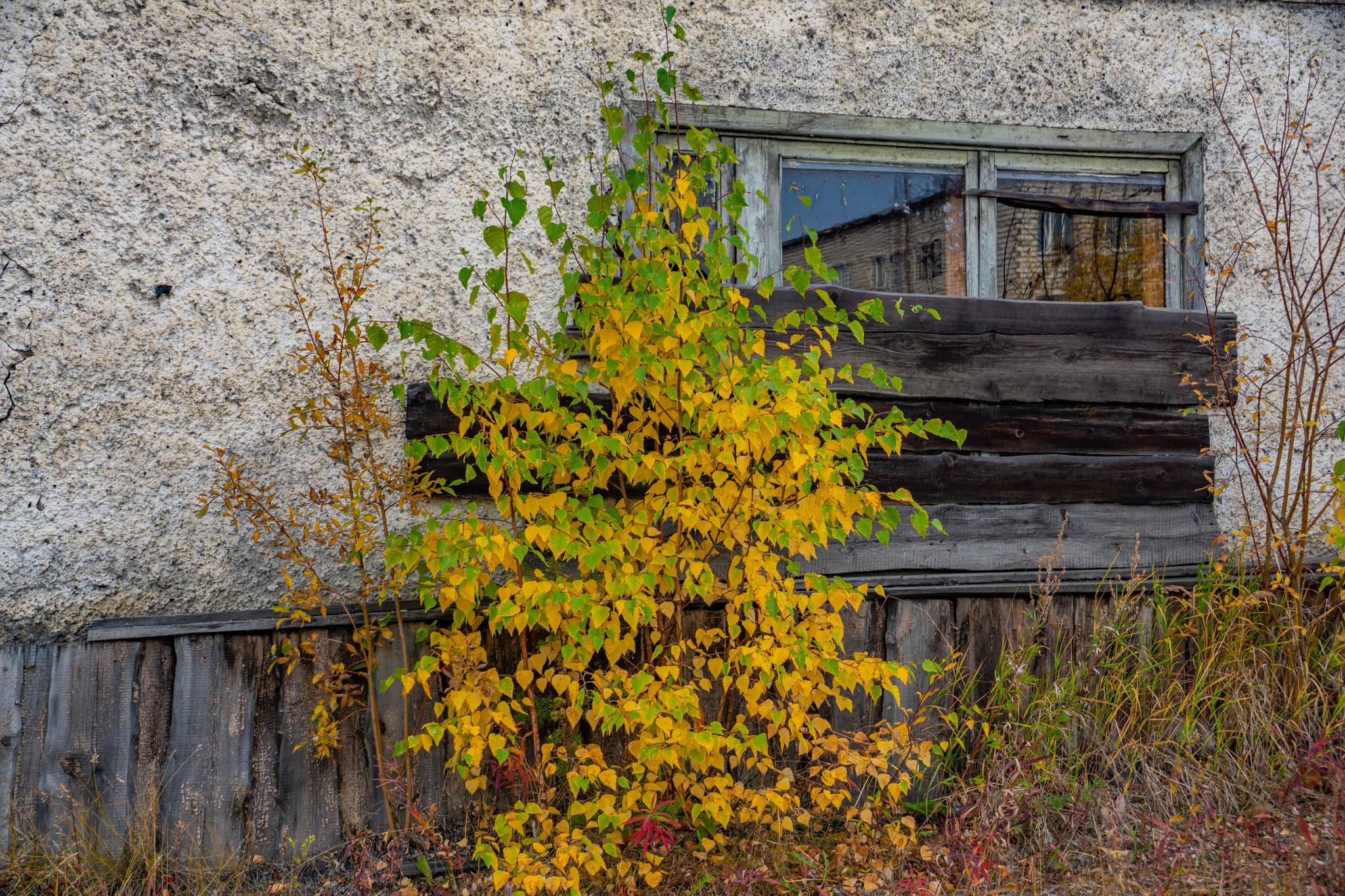 Autumn for a week - My, Travels, Kolyma, wildlife, Work, The photo, Longpost