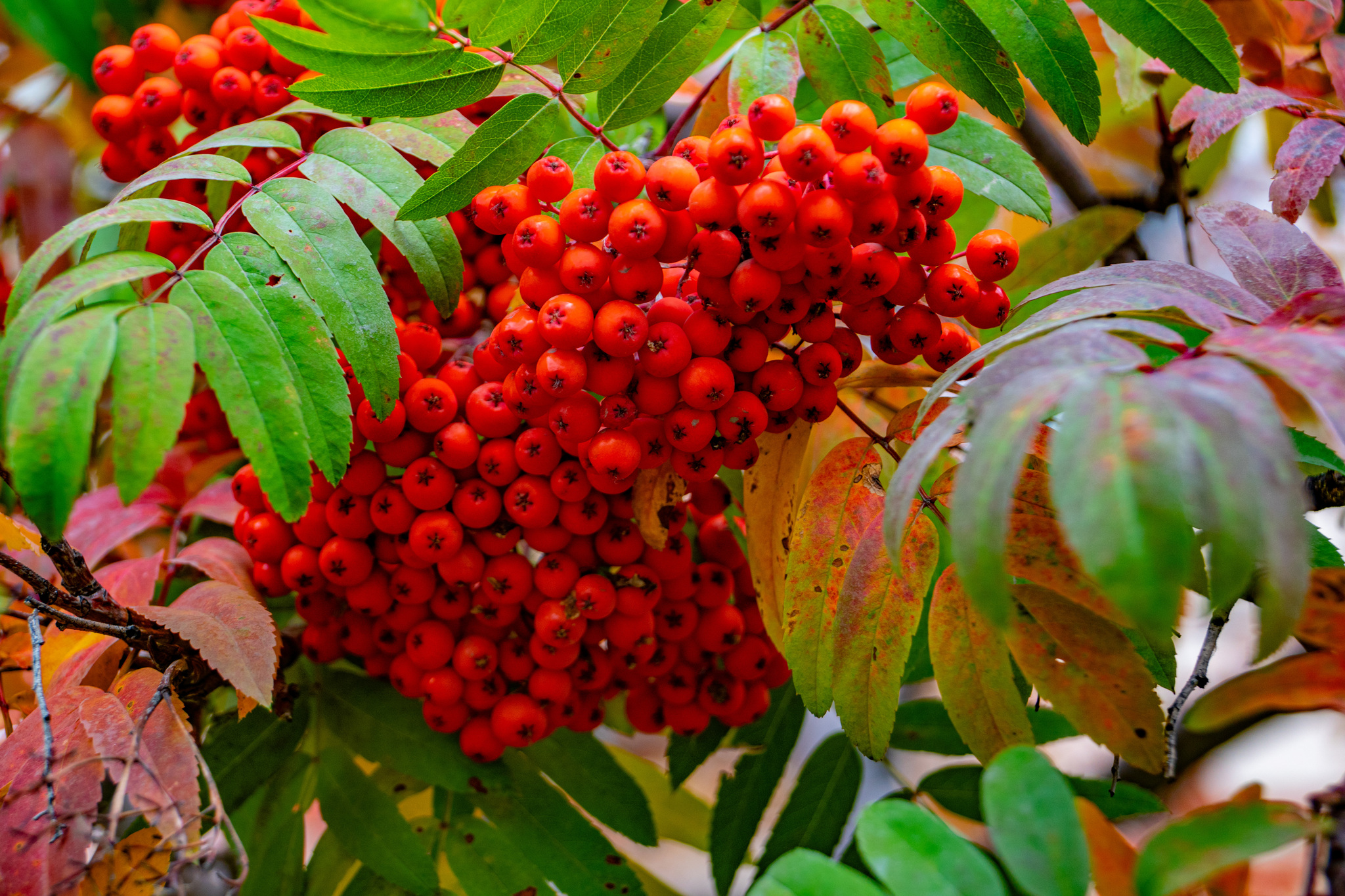 Autumn for a week - My, Travels, Kolyma, wildlife, Work, The photo, Longpost