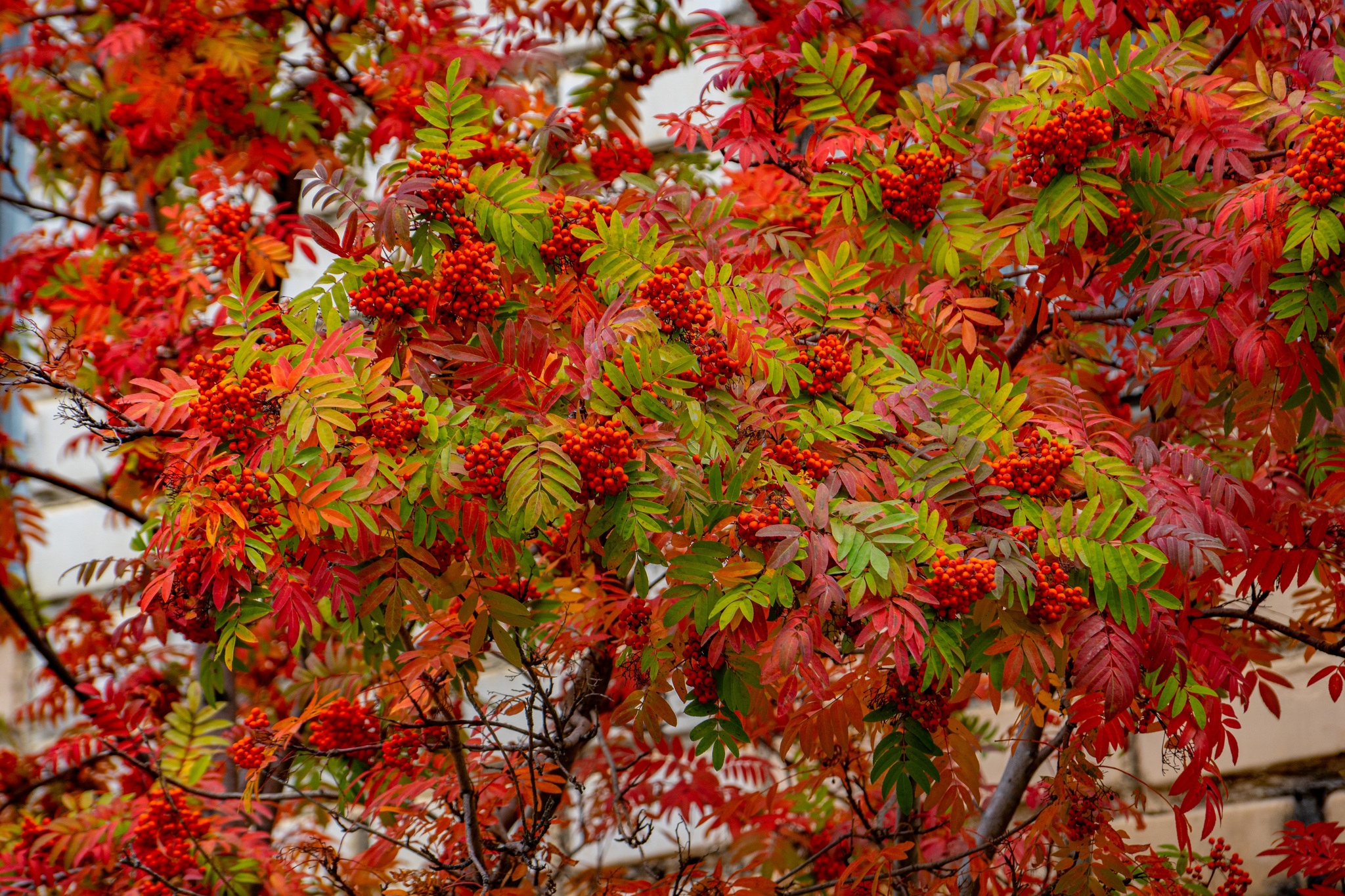 Autumn for a week - My, Travels, Kolyma, wildlife, Work, The photo, Longpost