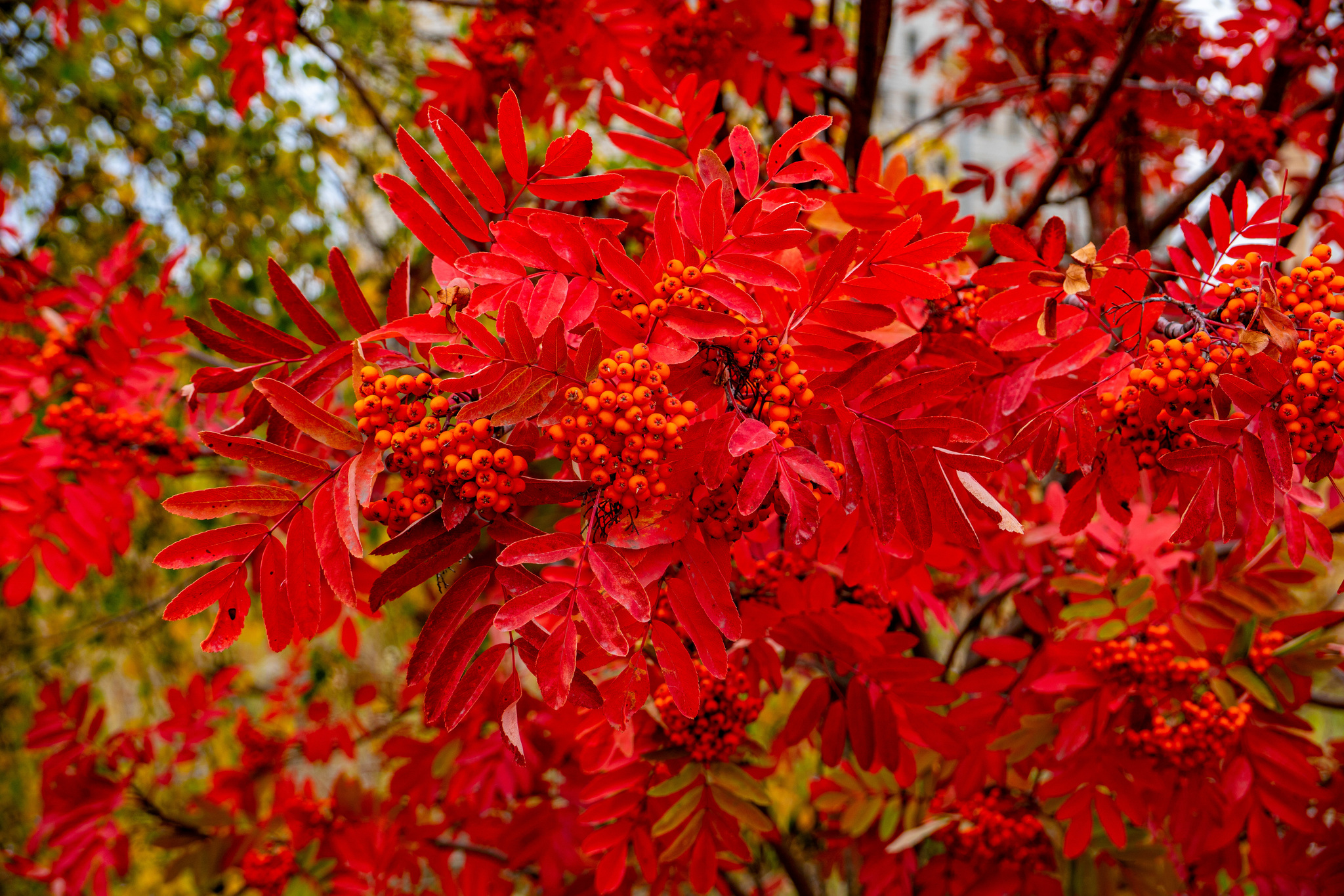 Autumn for a week - My, Travels, Kolyma, wildlife, Work, The photo, Longpost