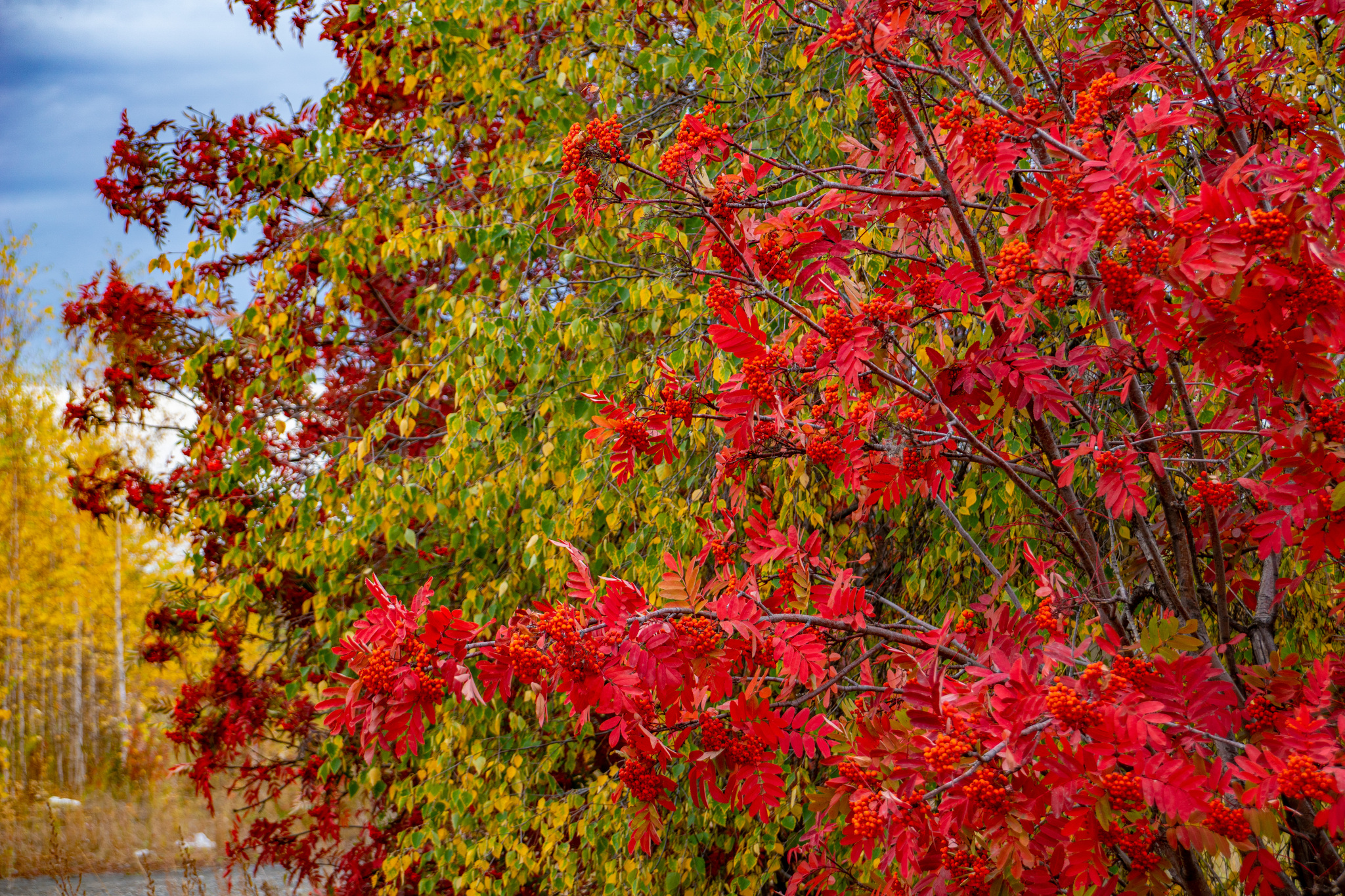 Autumn for a week - My, Travels, Kolyma, wildlife, Work, The photo, Longpost