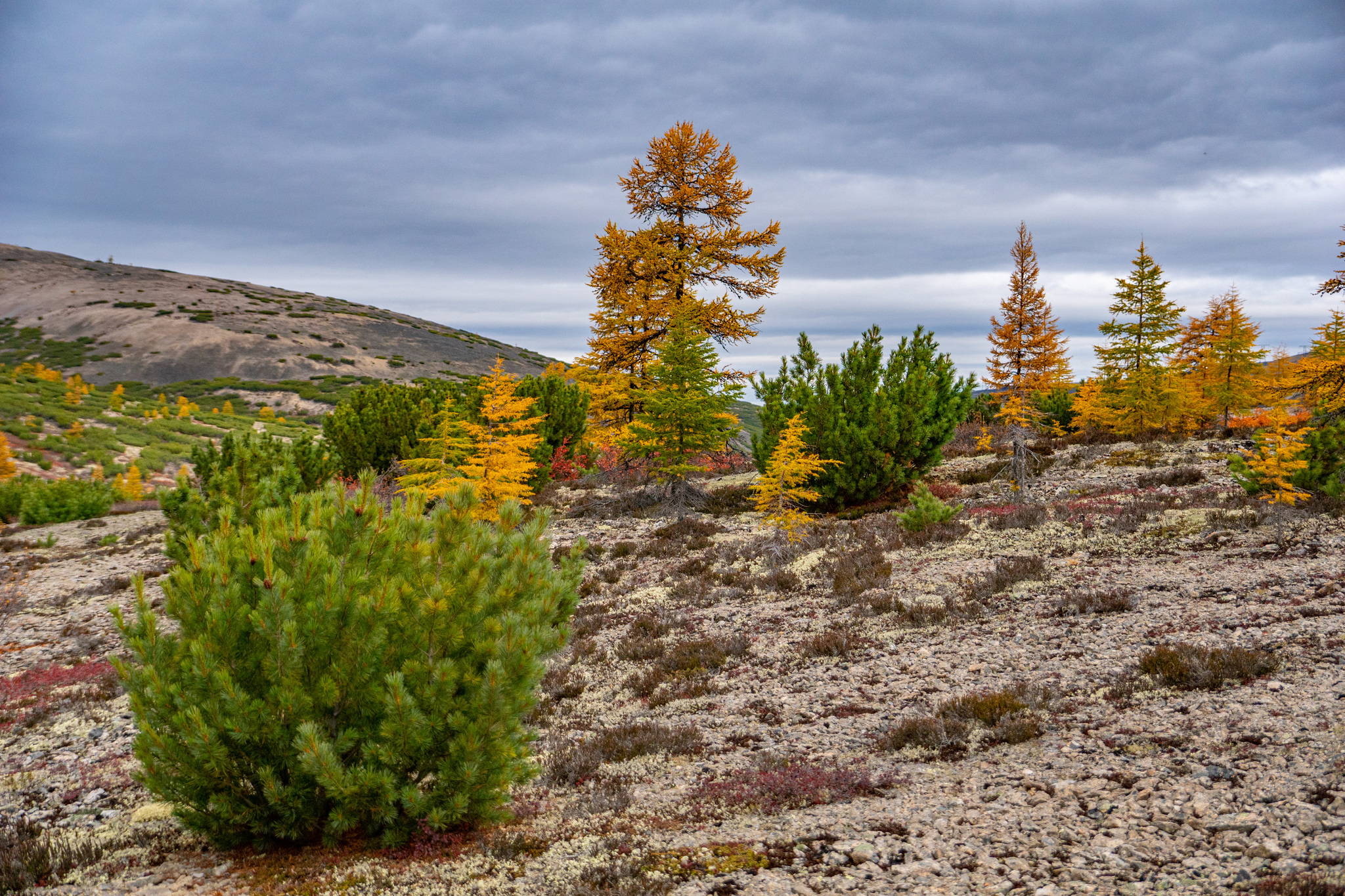 Autumn for a week - My, Travels, Kolyma, wildlife, Work, The photo, Longpost