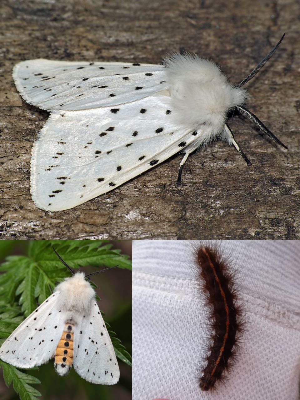 What do hairy caterpillars turn into? - My, Insects, Biology, Butterfly, Caterpillar, Entomology, Longpost