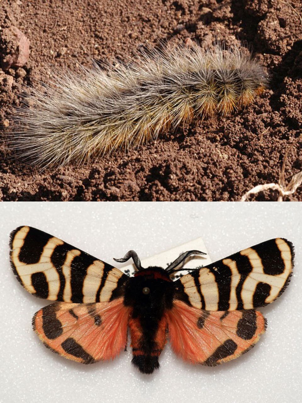 What do hairy caterpillars turn into? - My, Insects, Biology, Butterfly, Caterpillar, Entomology, Longpost