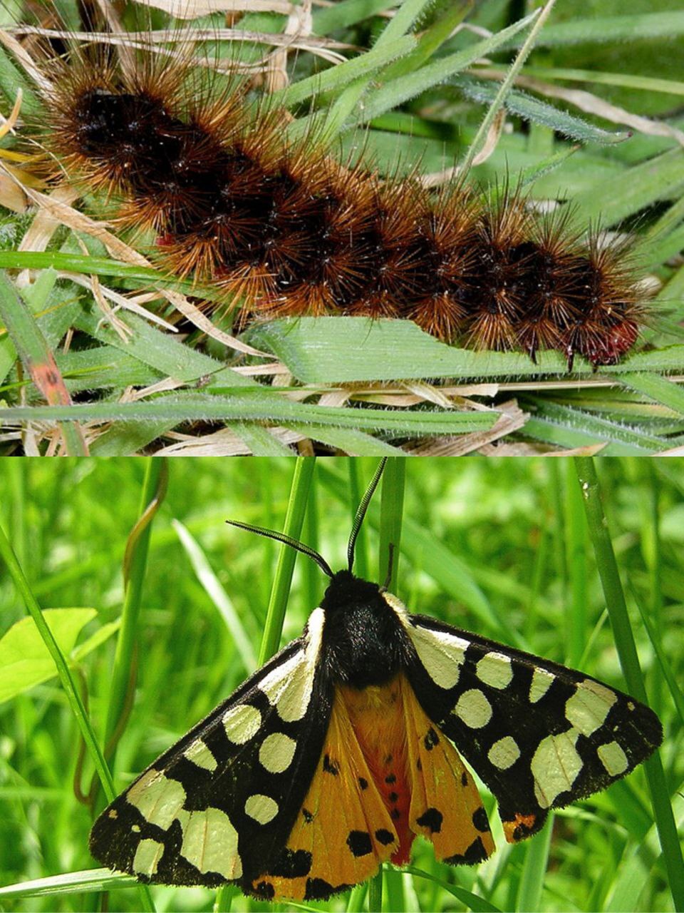 What do hairy caterpillars turn into? - My, Insects, Biology, Butterfly, Caterpillar, Entomology, Longpost