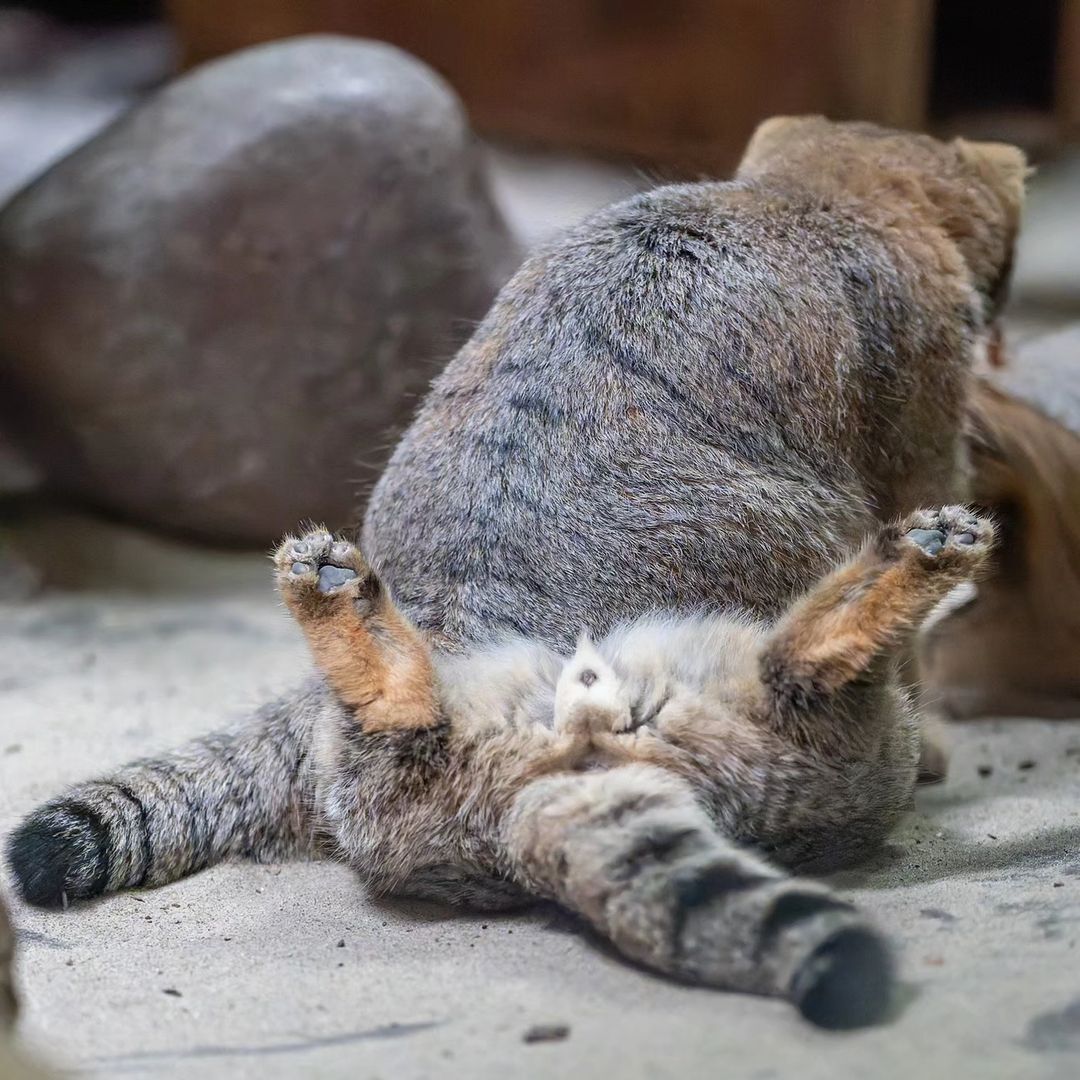 Victory! - Pallas' cat, Small cats, Cat family, Predatory animals, Wild animals, Young, The photo, Zoo, Animal games