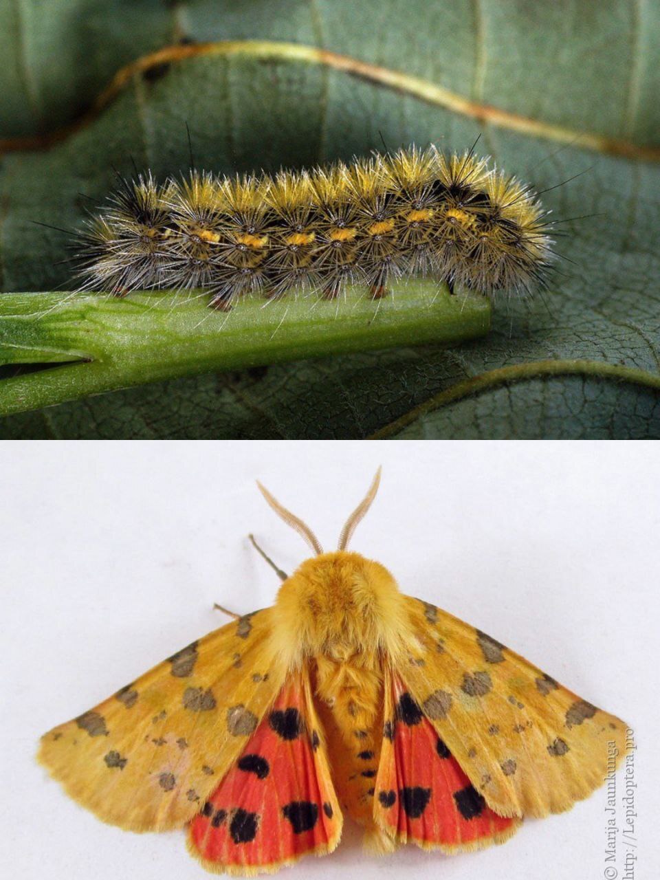 What do hairy caterpillars turn into? - My, Insects, Biology, Butterfly, Caterpillar, Entomology, Longpost